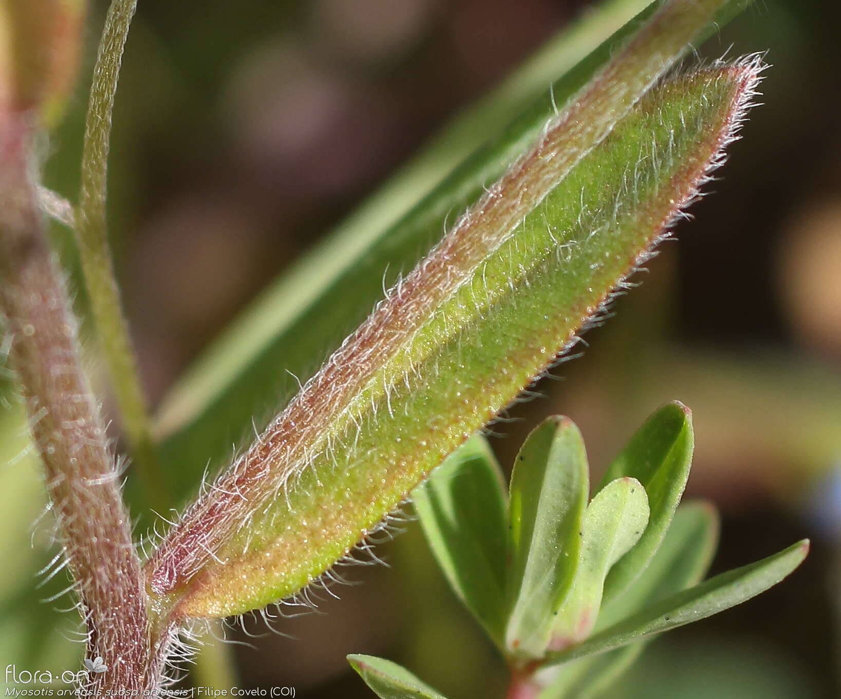 Myosotis arvensis arvensis - Folha | Filipe Covelo; CC BY-NC 4.0