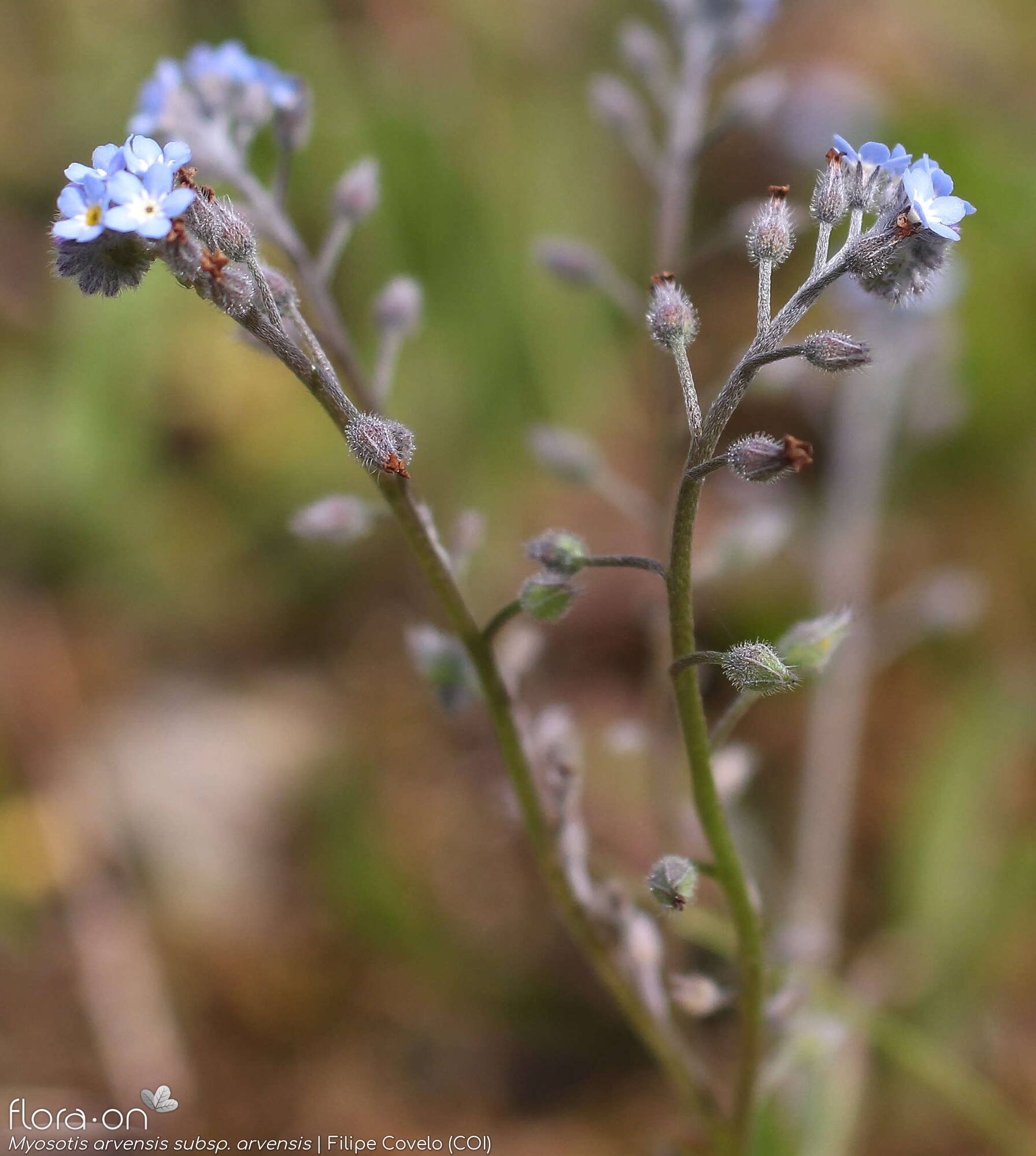 Myosotis arvensis arvensis - Flor (geral) | Filipe Covelo; CC BY-NC 4.0