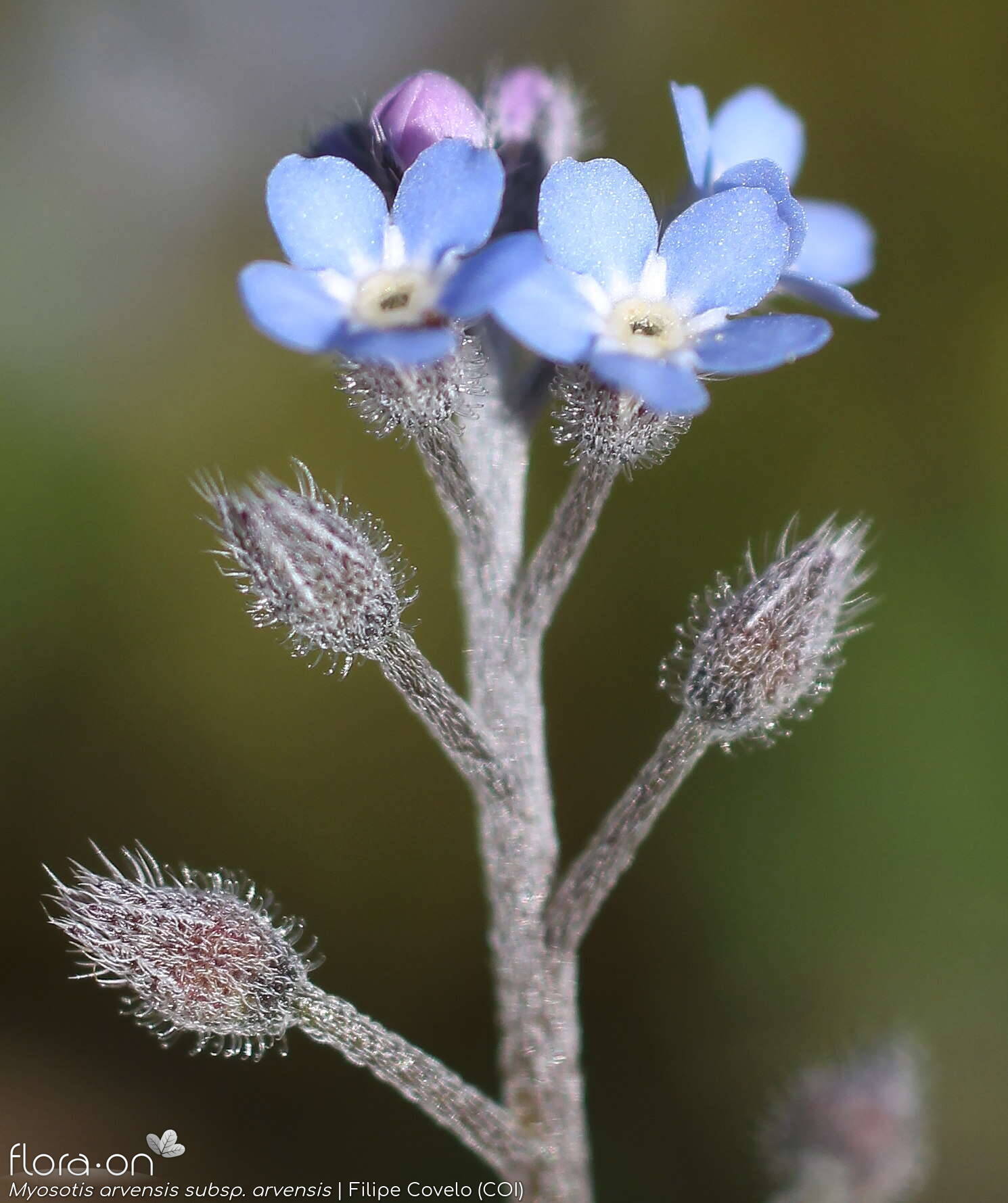 Myosotis arvensis arvensis - Flor (geral) | Filipe Covelo; CC BY-NC 4.0