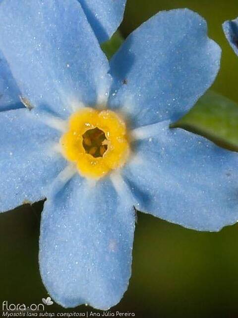 Myosotis laxa caespitosa - Flor (close-up) | Ana Júlia Pereira; CC BY-NC 4.0