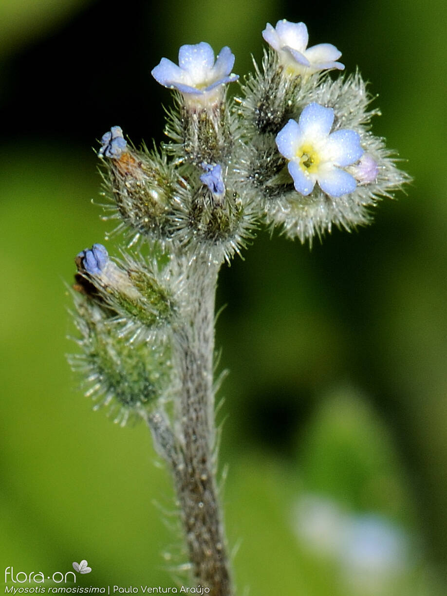 Myosotis ramosissima - Flor (geral) | Paulo Ventura Araújo; CC BY-NC 4.0