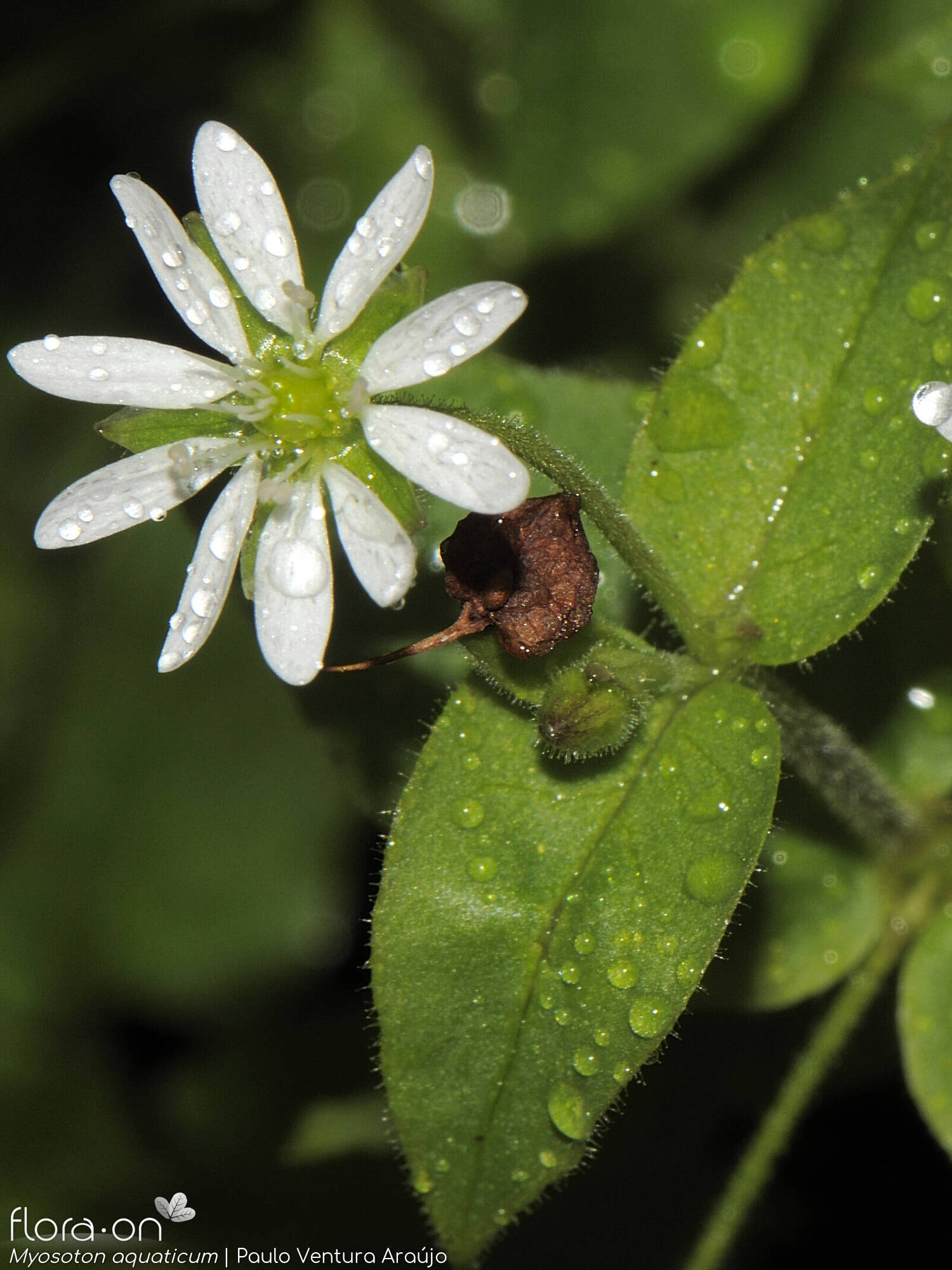 Myosoton aquaticum - Flor (close-up) | Paulo Ventura Araújo; CC BY-NC 4.0