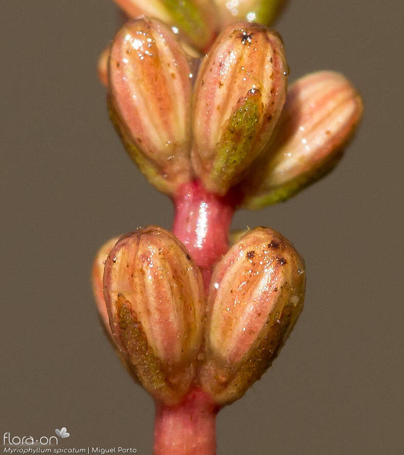 Myriophyllum spicatum - Flor (close-up) | Miguel Porto; CC BY-NC 4.0