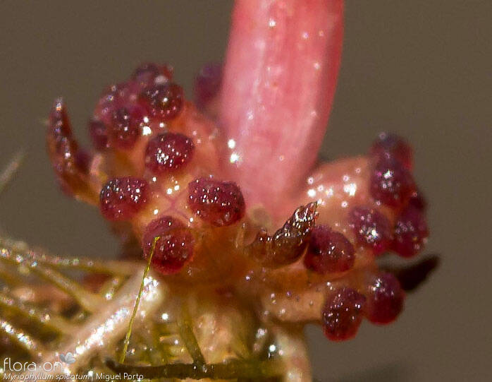 Myriophyllum spicatum - Flor (close-up) | Miguel Porto; CC BY-NC 4.0