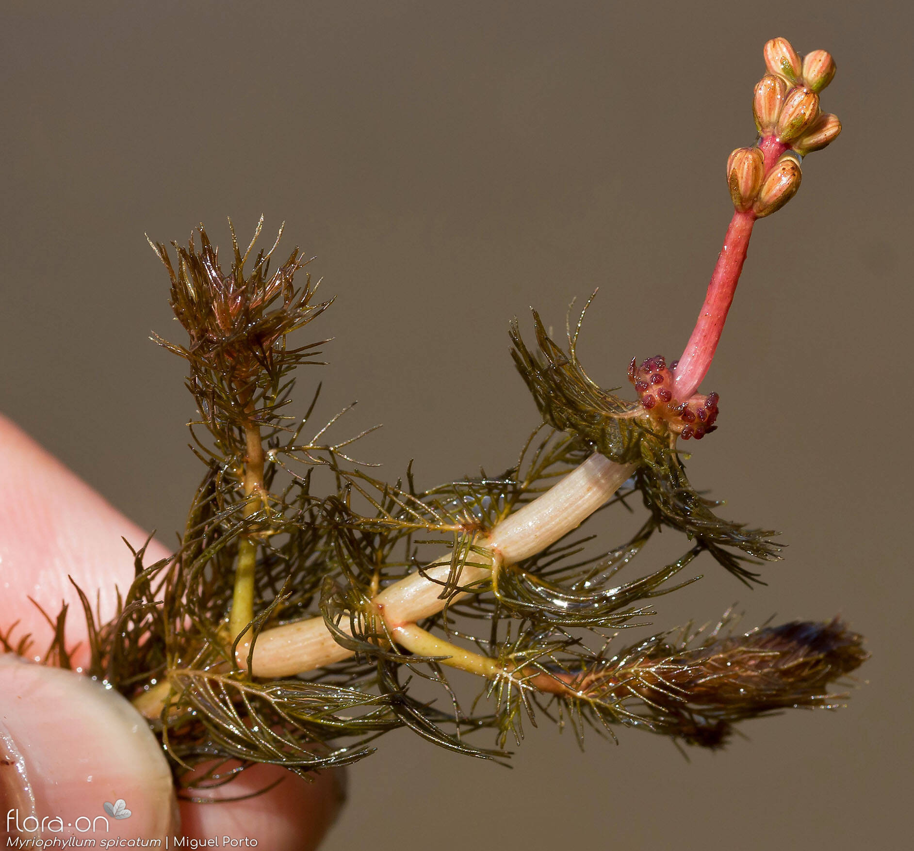 Myriophyllum spicatum - Folha (geral) | Miguel Porto; CC BY-NC 4.0