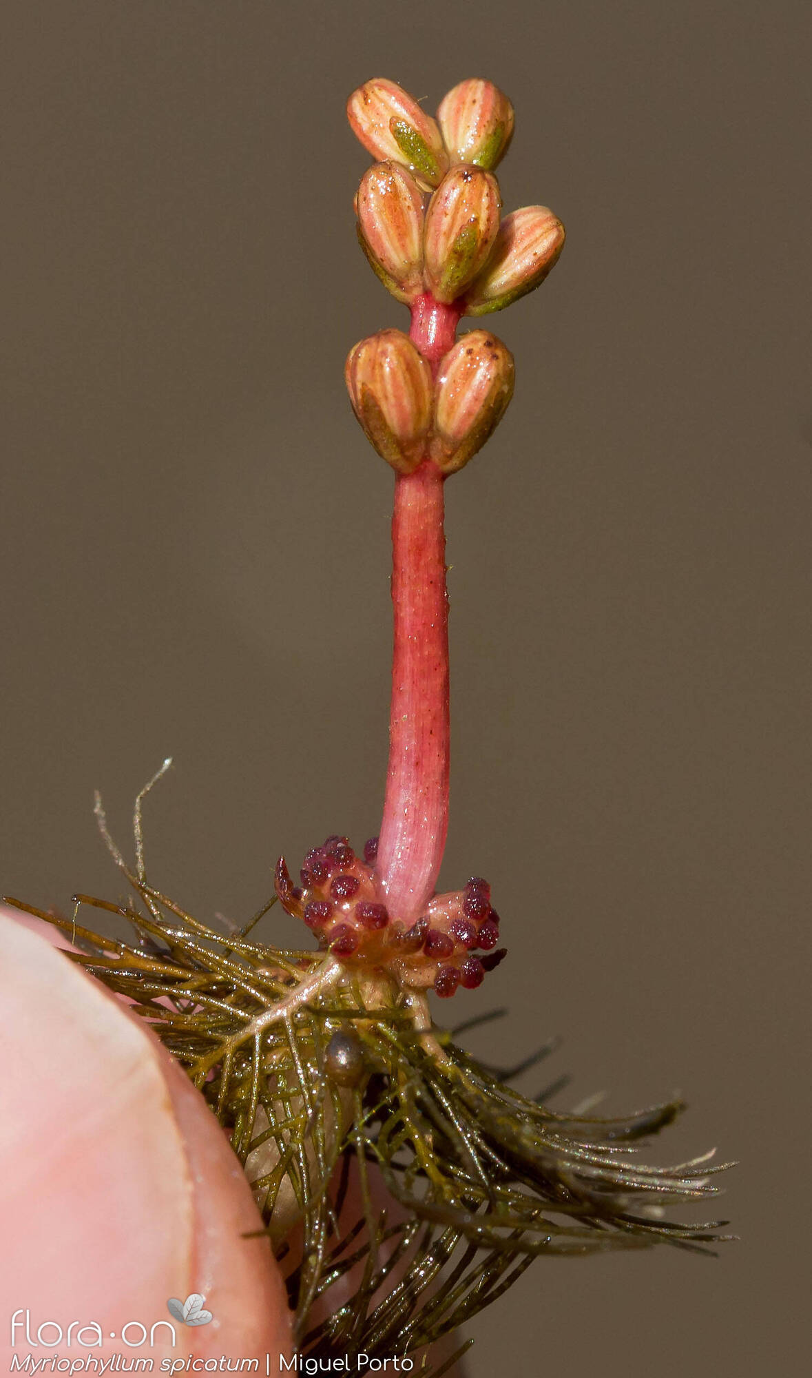 Myriophyllum spicatum - Flor (geral) | Miguel Porto; CC BY-NC 4.0