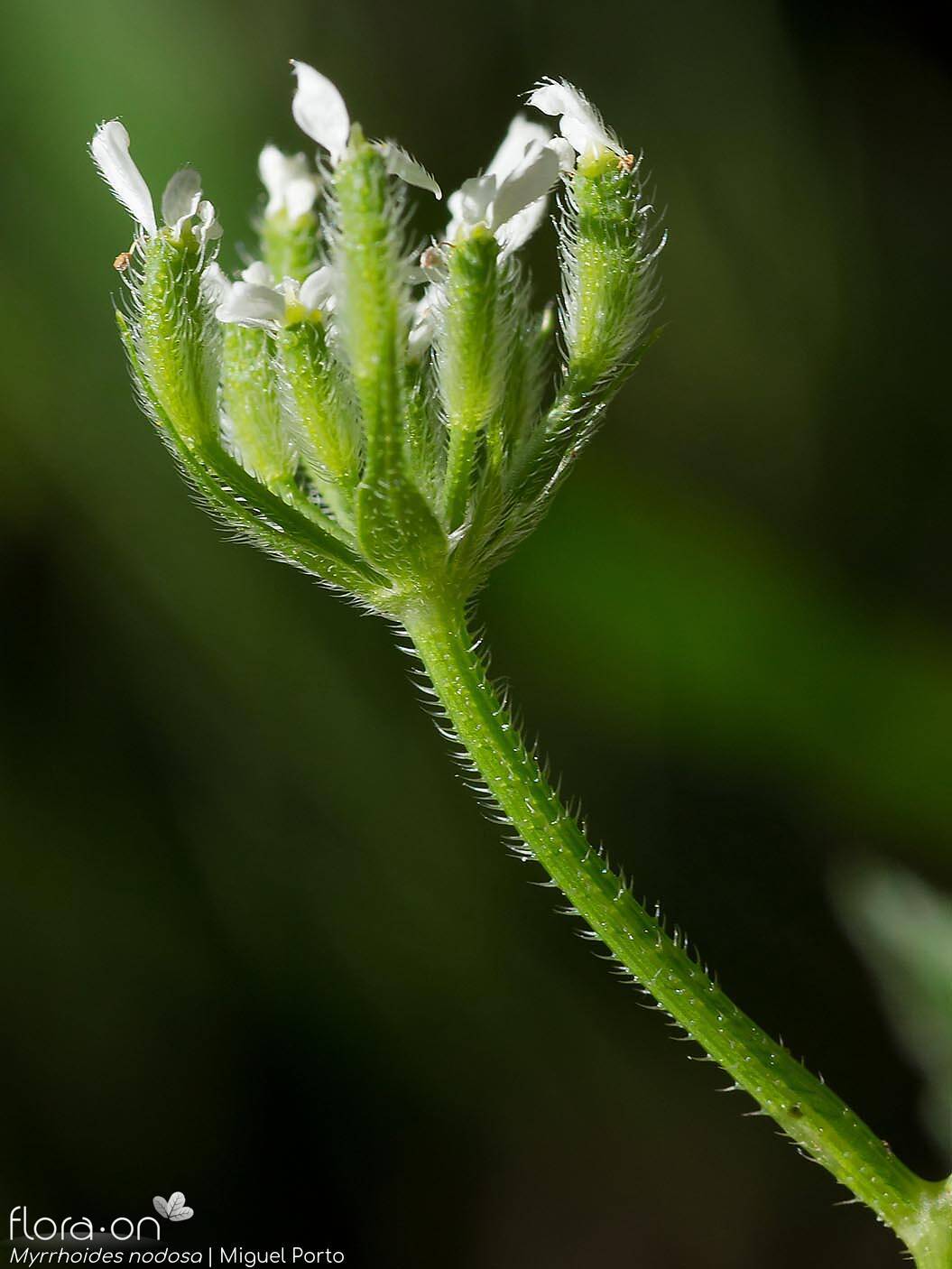 Myrrhoides nodosa - Flor (close-up) | Miguel Porto; CC BY-NC 4.0