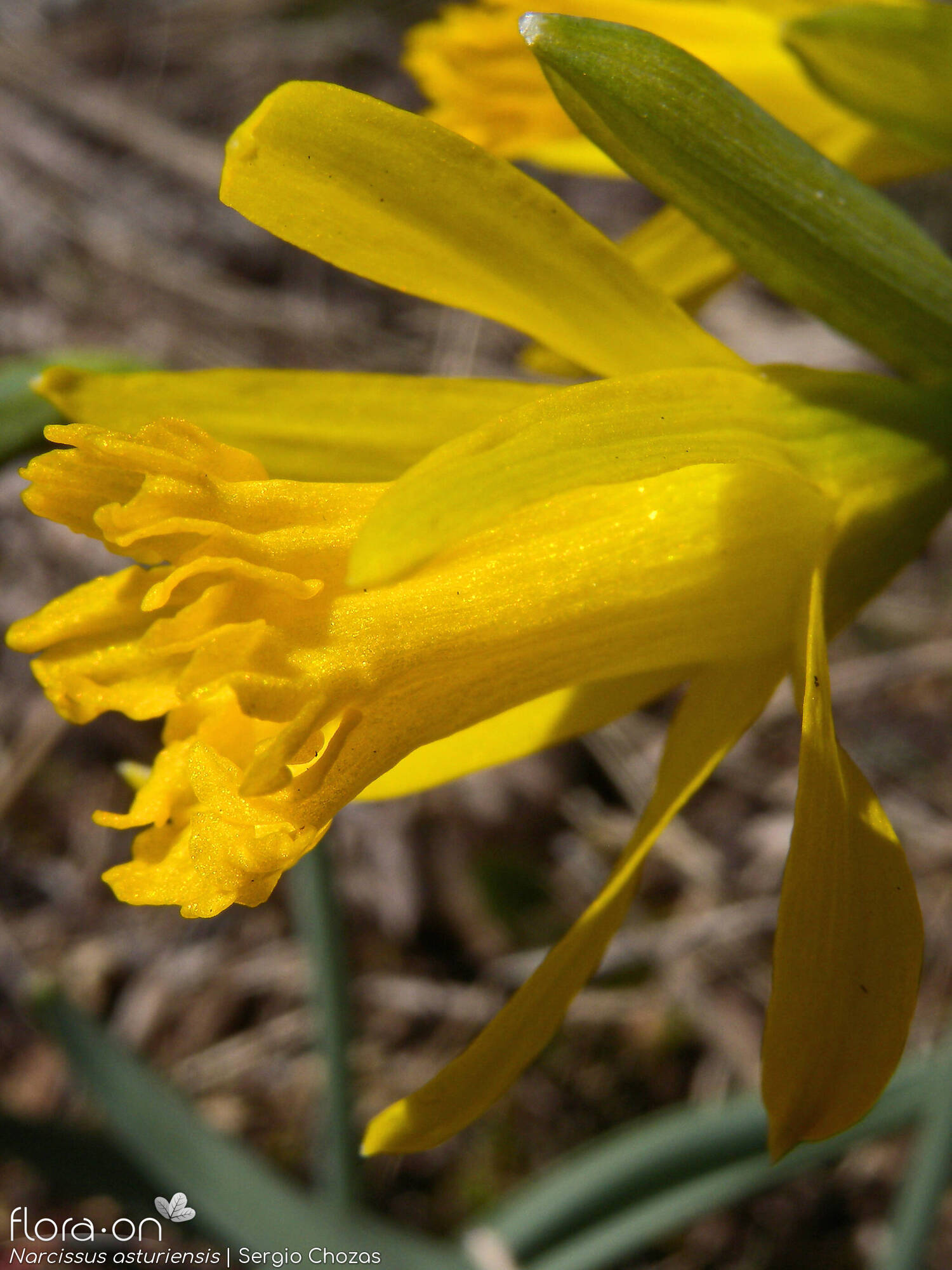 Narcissus asturiensis - Flor (close-up) | Sergio Chozas; CC BY-NC 4.0