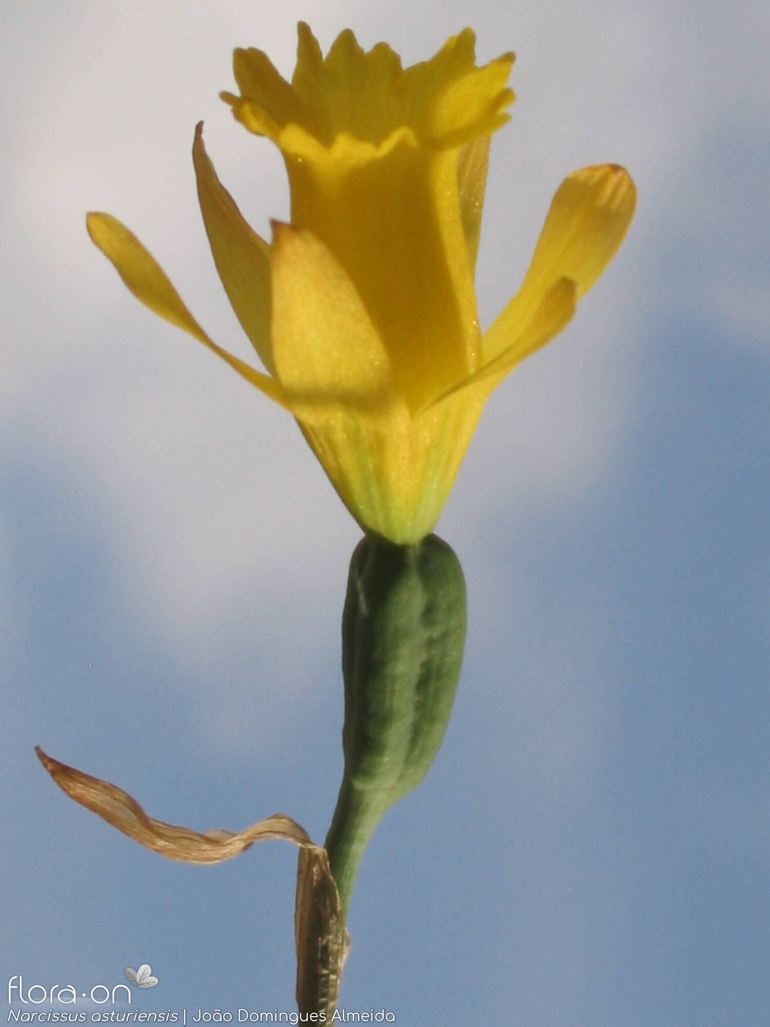 Narcissus asturiensis - Flor (close-up) | João Domingues Almeida; CC BY-NC 4.0