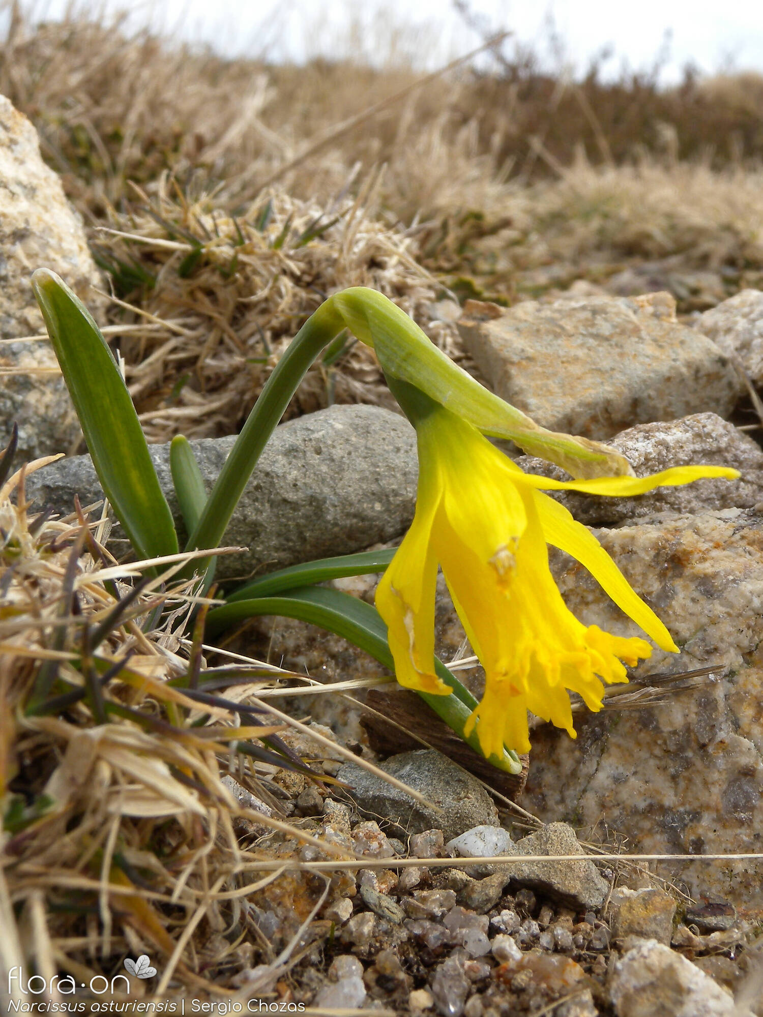 Narcissus asturiensis - Hábito | Sergio Chozas; CC BY-NC 4.0