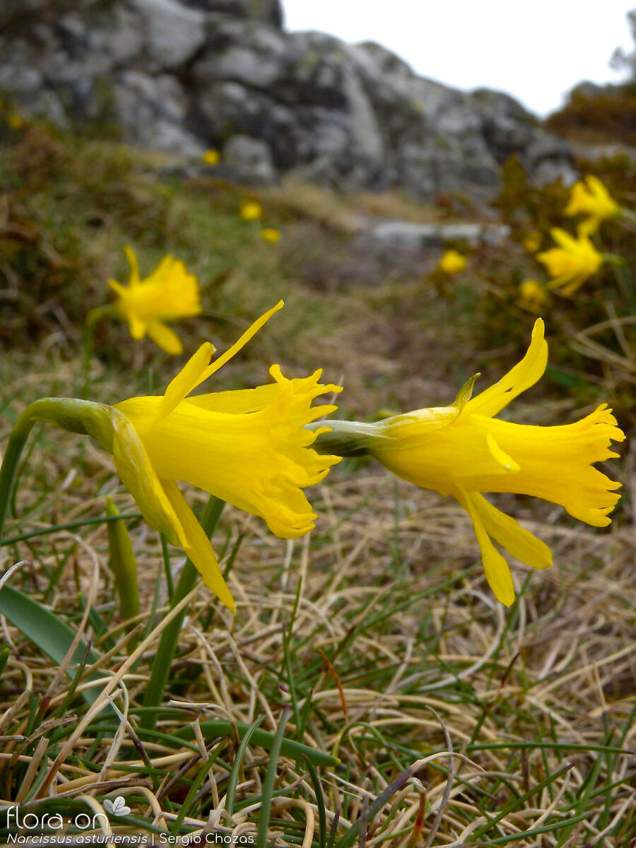 Narcissus asturiensis - Hábito | Sergio Chozas; CC BY-NC 4.0