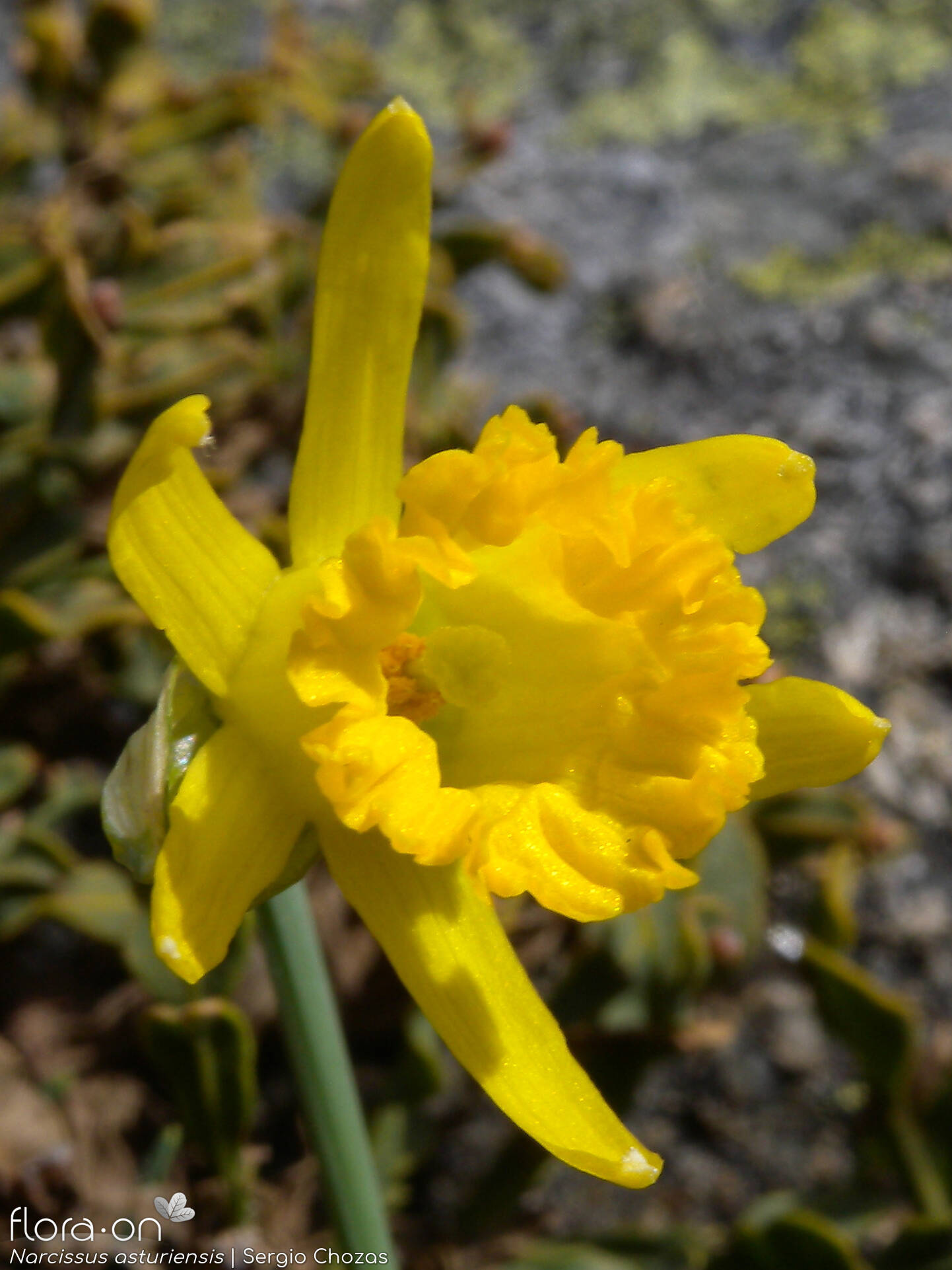 Narcissus asturiensis - Flor (close-up) | Sergio Chozas; CC BY-NC 4.0