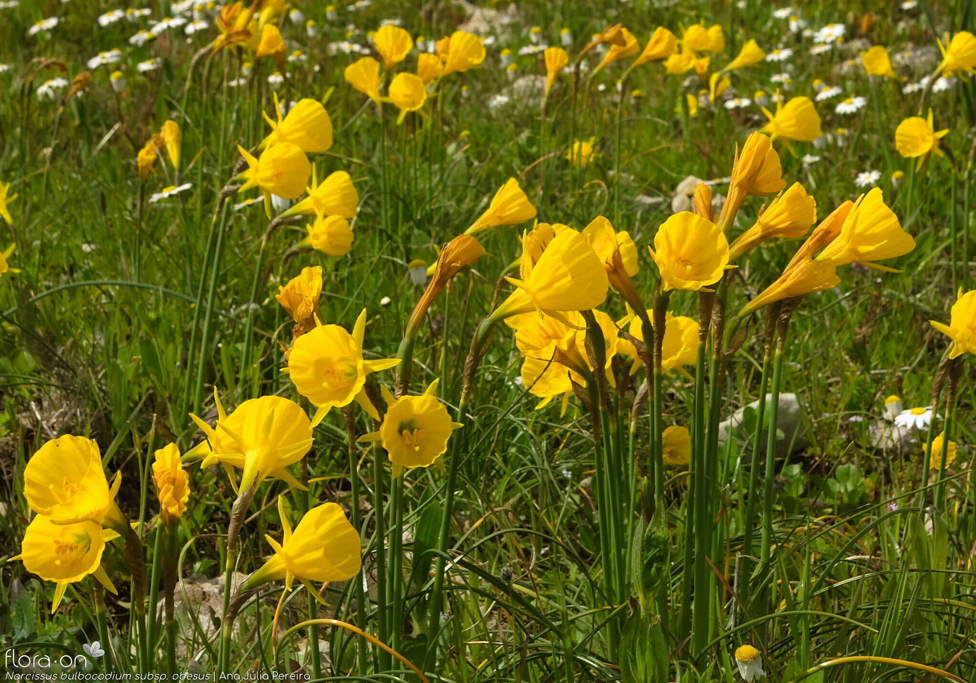 Narcissus bulbocodium - Hábito | Ana Júlia Pereira; CC BY-NC 4.0