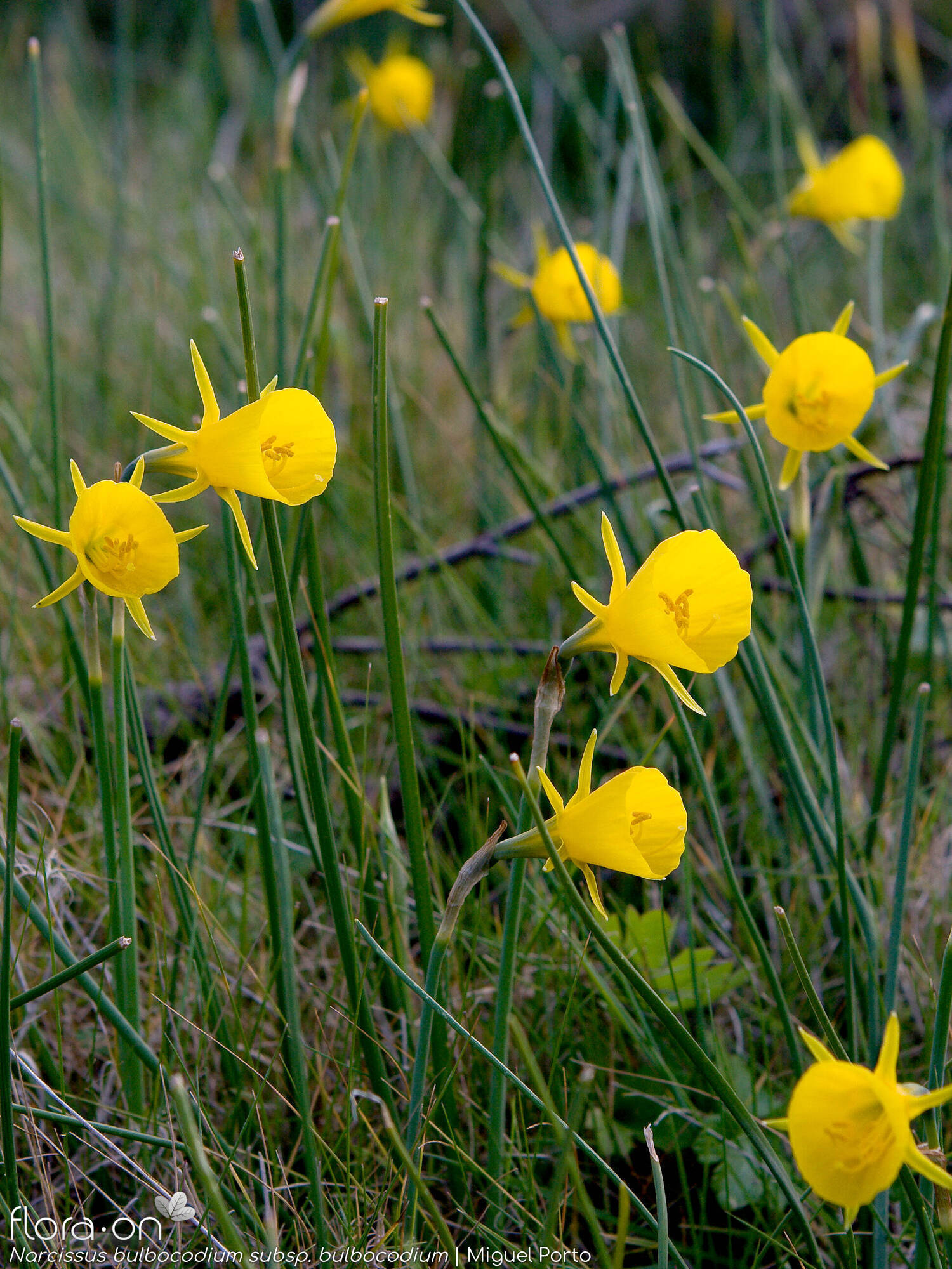 Narcissus bulbocodium - Hábito | Miguel Porto; CC BY-NC 4.0