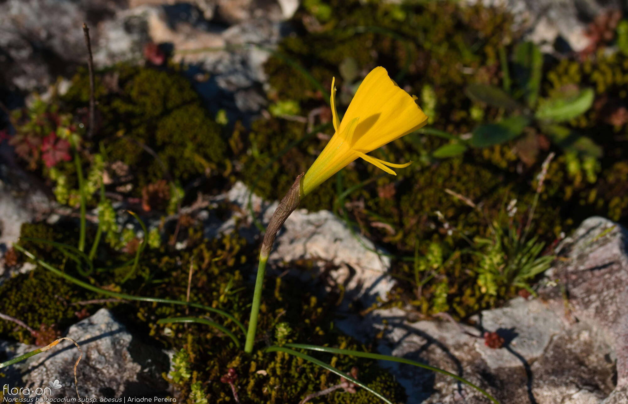 Narcissus bulbocodium - Hábito | Ariadne Pereira; CC BY-NC 4.0