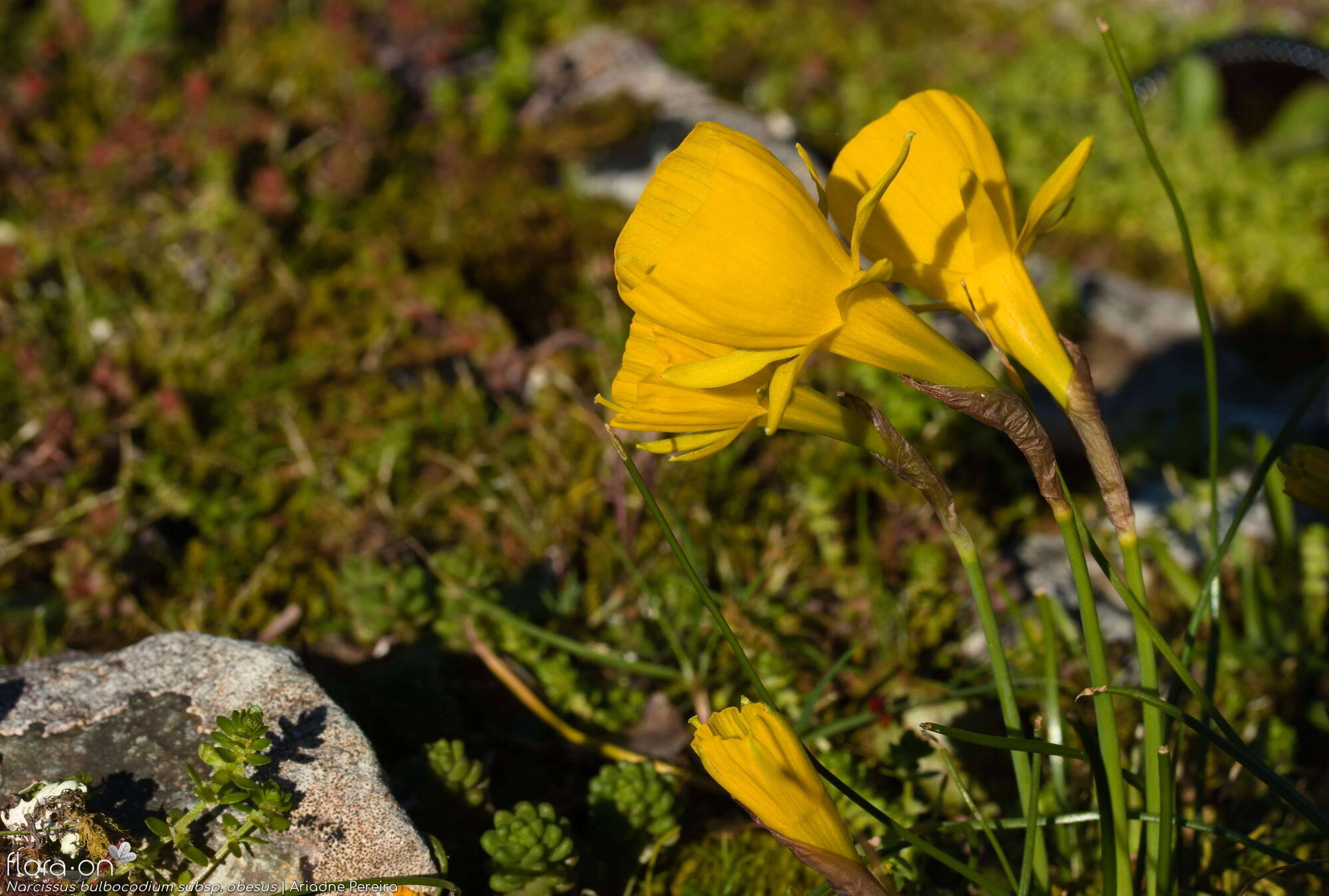 Narcissus bulbocodium - Hábito | Ariadne Pereira; CC BY-NC 4.0
