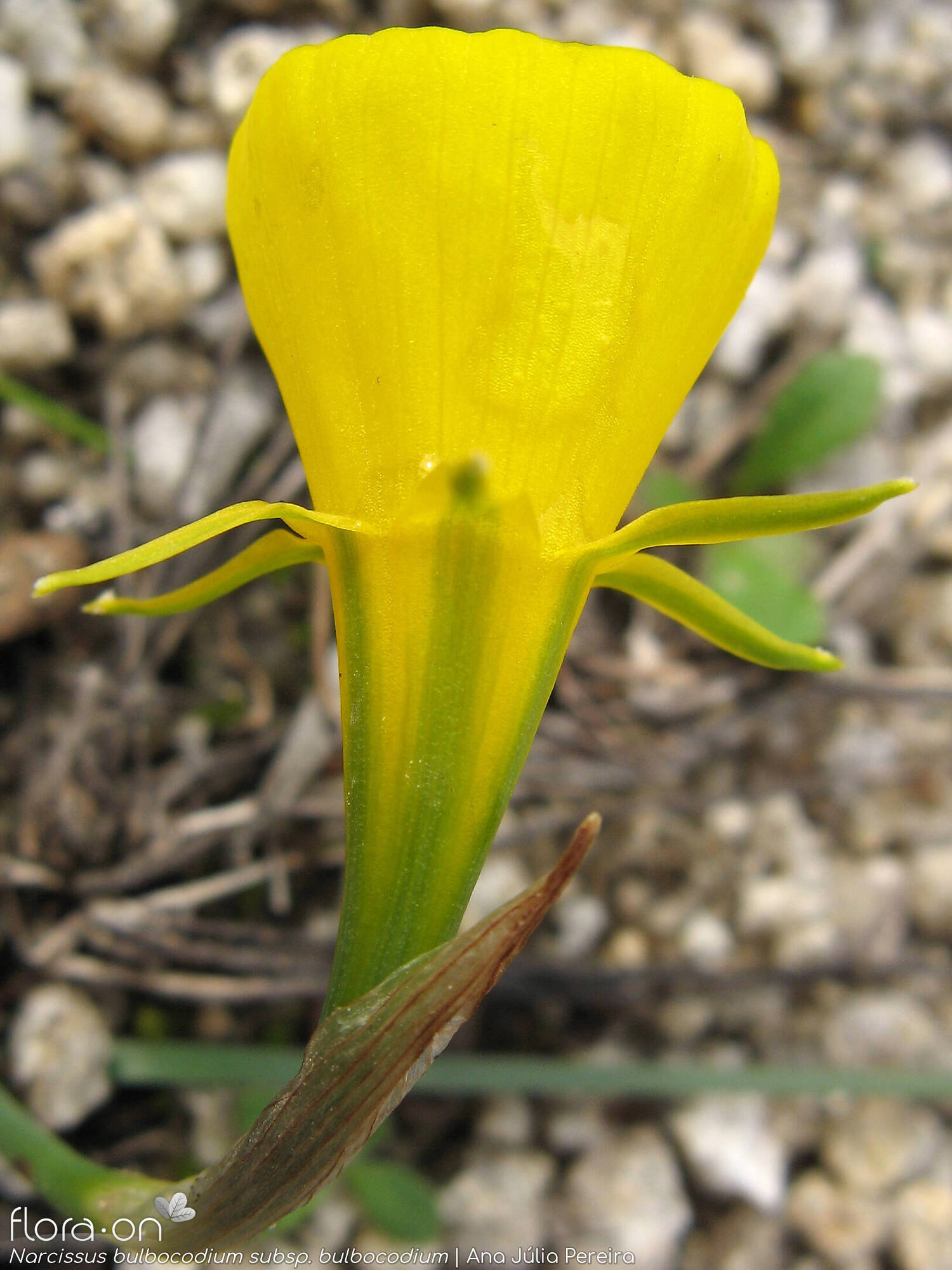 Narcissus bulbocodium - Flor (close-up) | Ana Júlia Pereira; CC BY-NC 4.0
