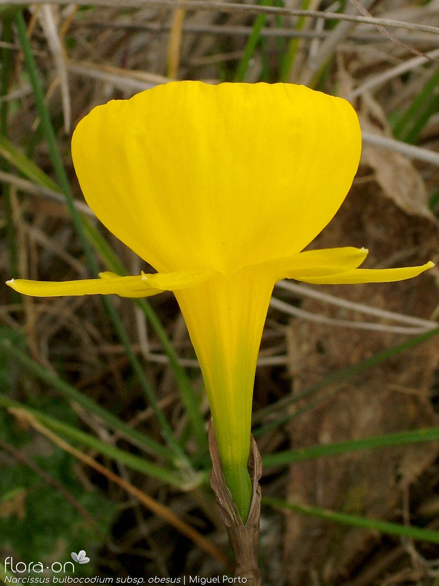Narcissus bulbocodium - Flor (close-up) | Miguel Porto; CC BY-NC 4.0