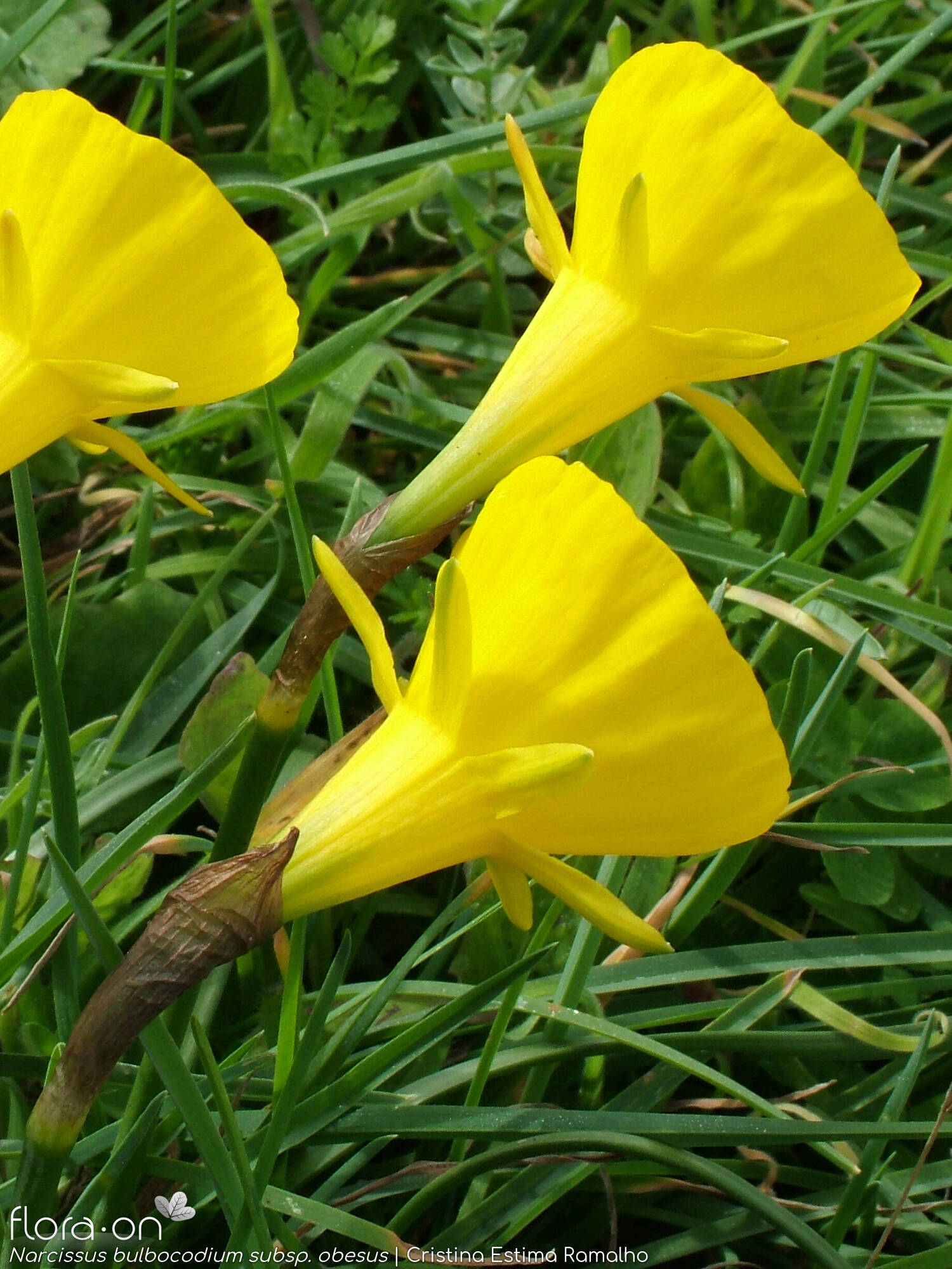 Narcissus bulbocodium - Flor (close-up) | Cristina Estima Ramalho; CC BY-NC 4.0