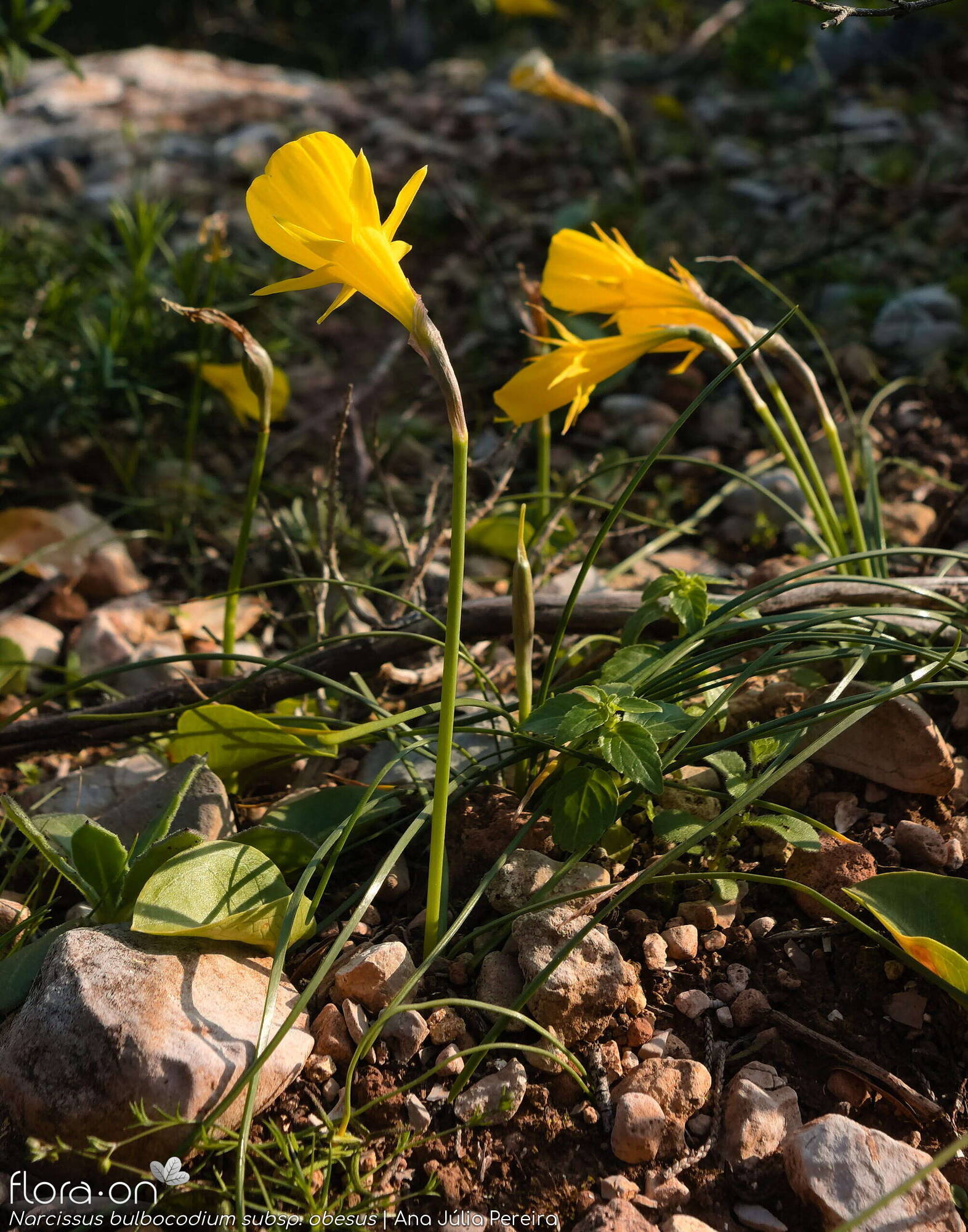 Narcissus bulbocodium - Hábito | Ana Júlia Pereira; CC BY-NC 4.0