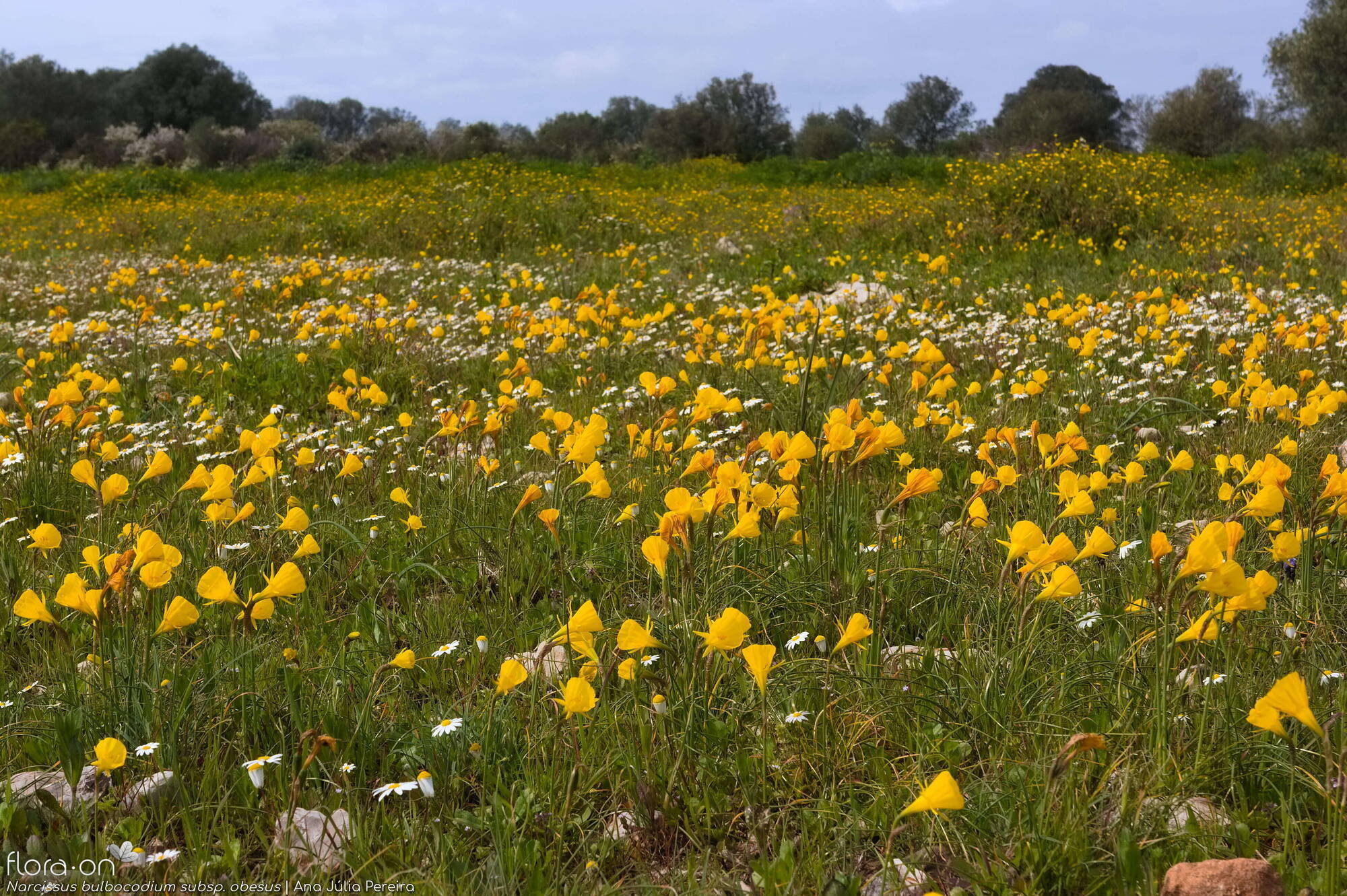 Narcissus bulbocodium - Habitat | Ana Júlia Pereira; CC BY-NC 4.0