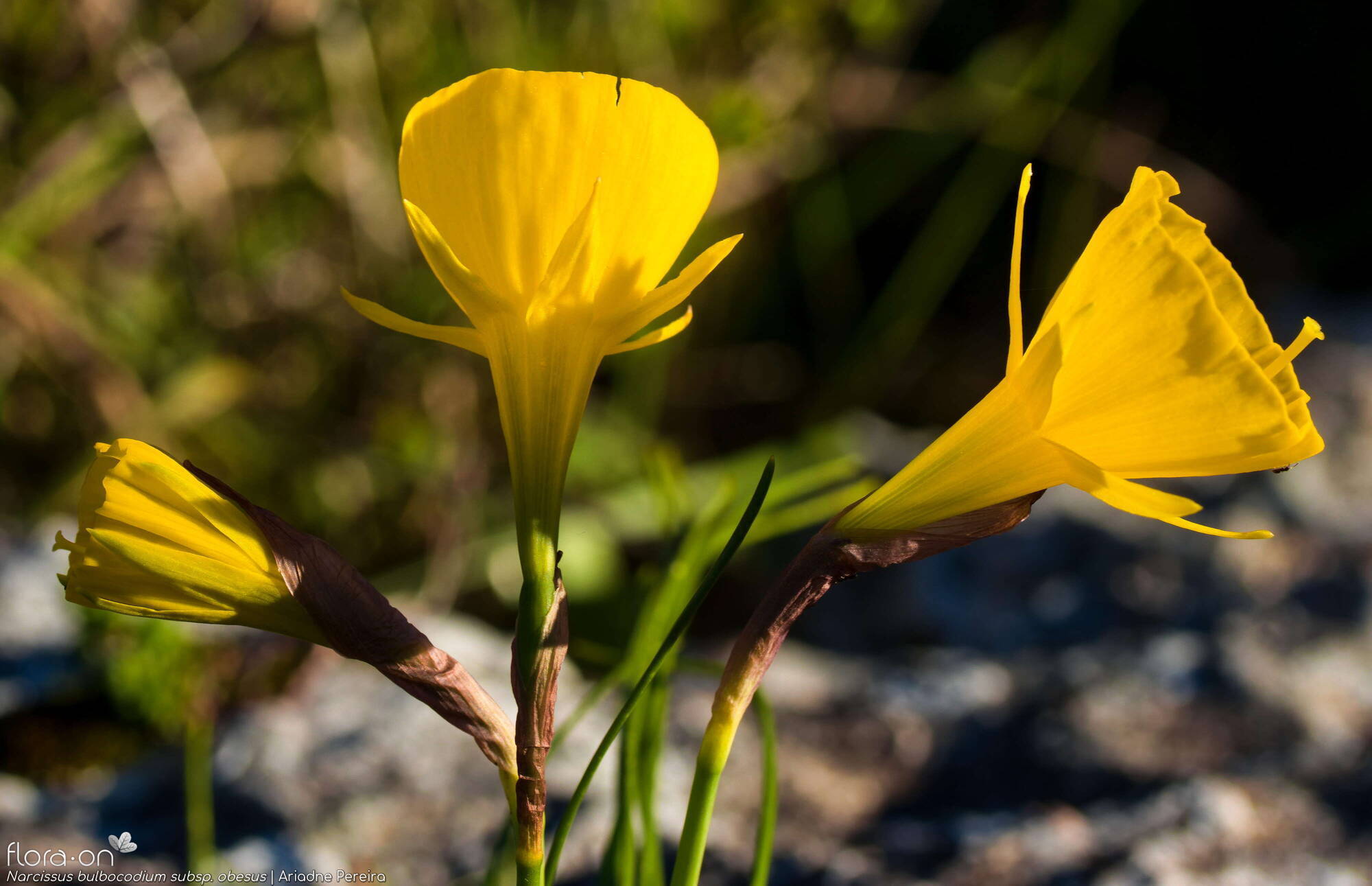 Narcissus bulbocodium - Flor (geral) | Ariadne Pereira; CC BY-NC 4.0