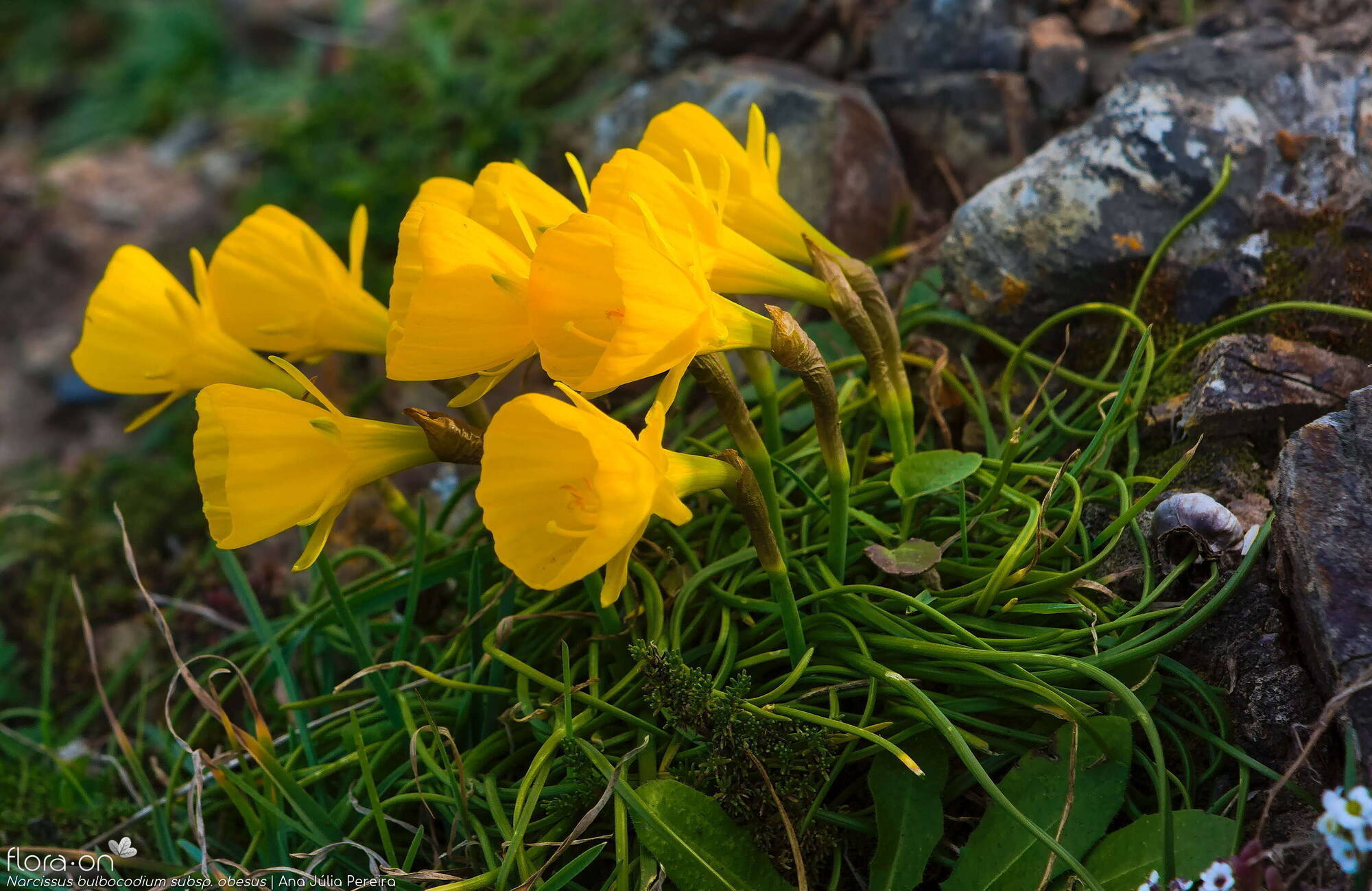 Narcissus bulbocodium - Hábito | Ana Júlia Pereira; CC BY-NC 4.0