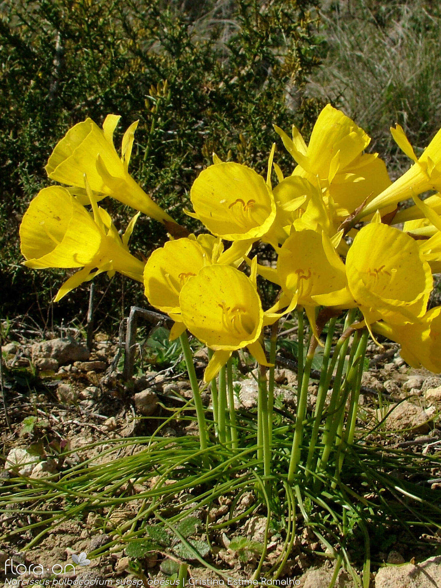 Narcissus bulbocodium - Hábito | Cristina Estima Ramalho; CC BY-NC 4.0
