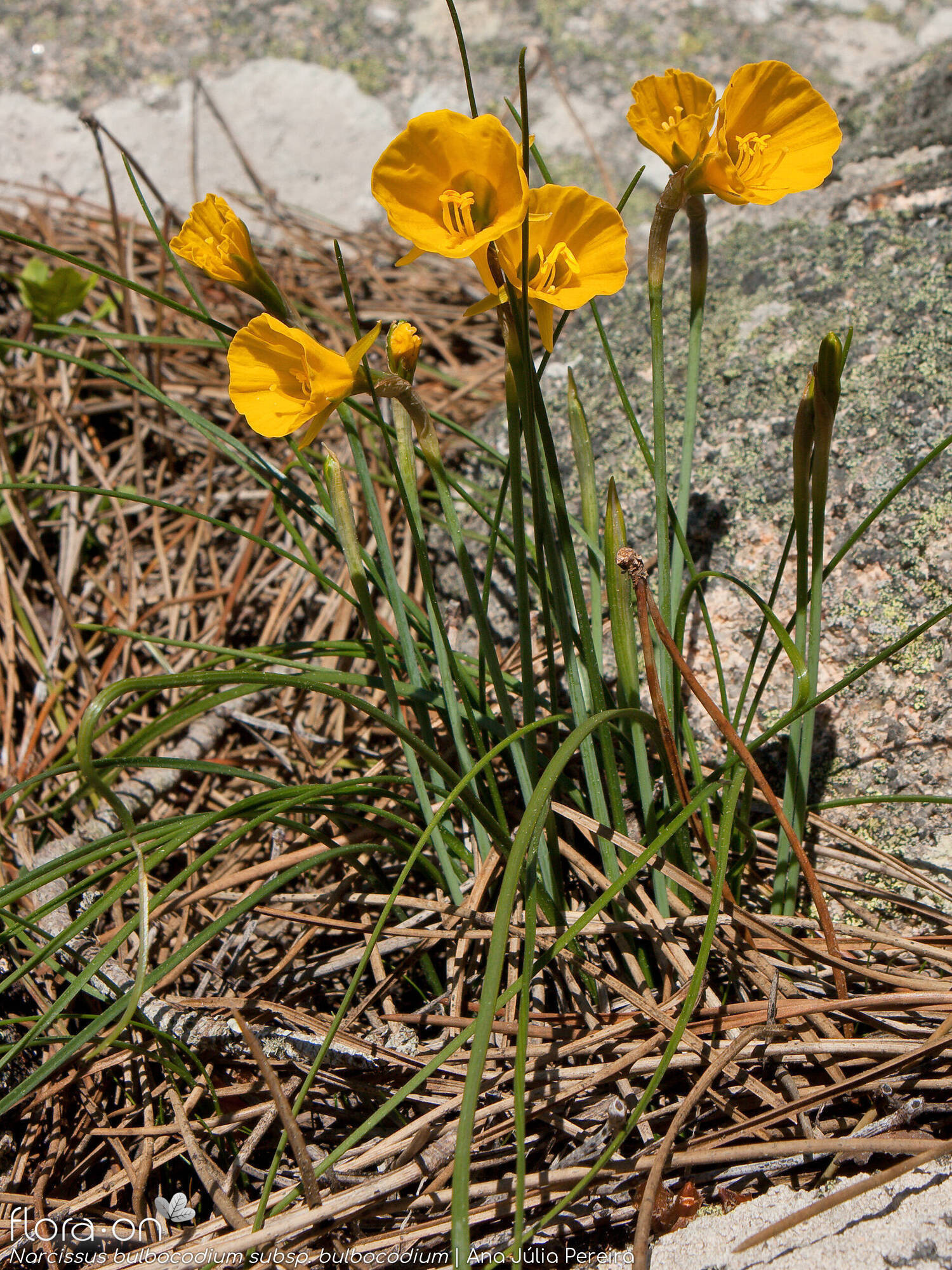 Narcissus bulbocodium - Hábito | Ana Júlia Pereira; CC BY-NC 4.0