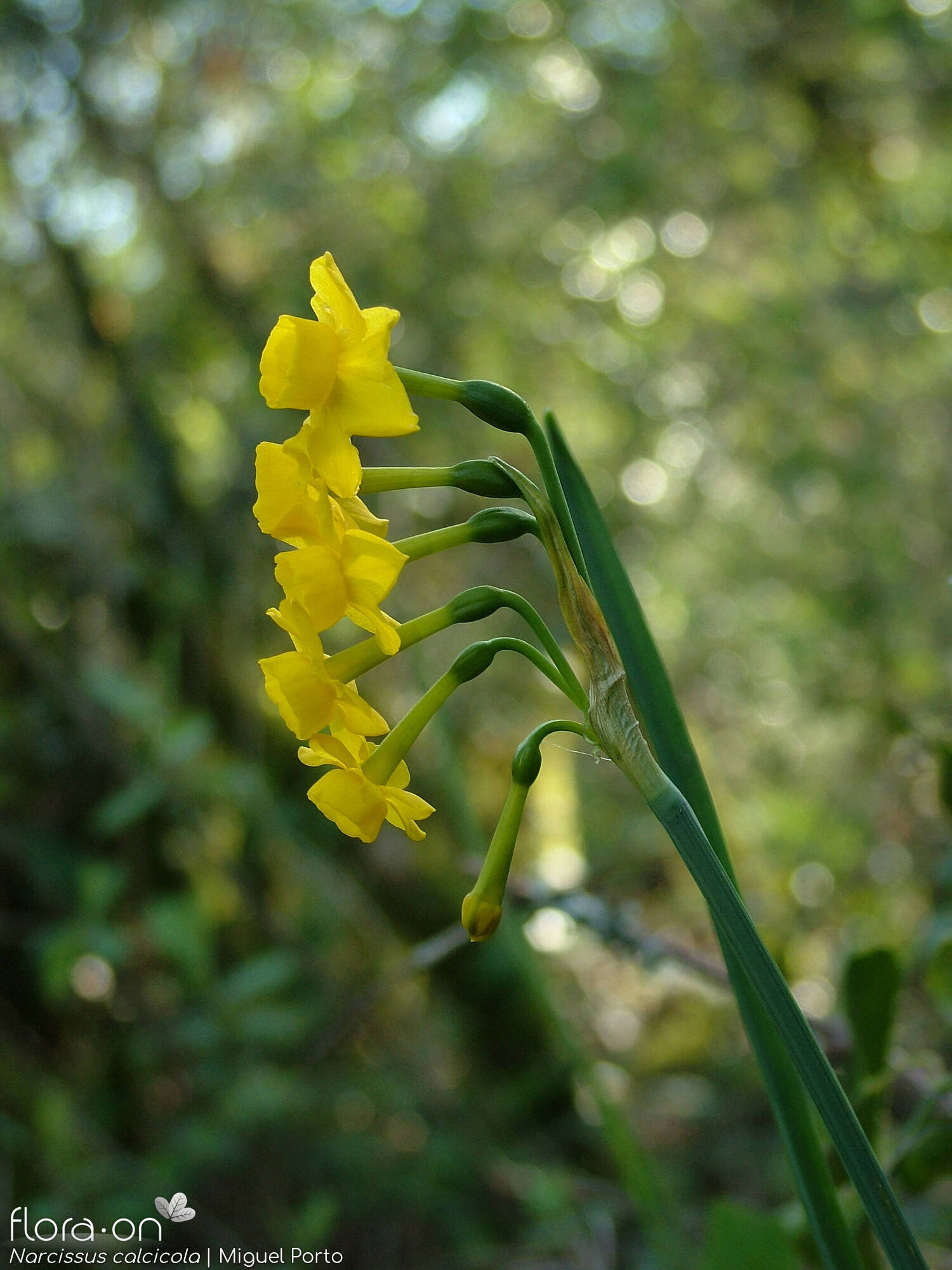 Narcissus calcicola - Flor (geral) | Miguel Porto; CC BY-NC 4.0
