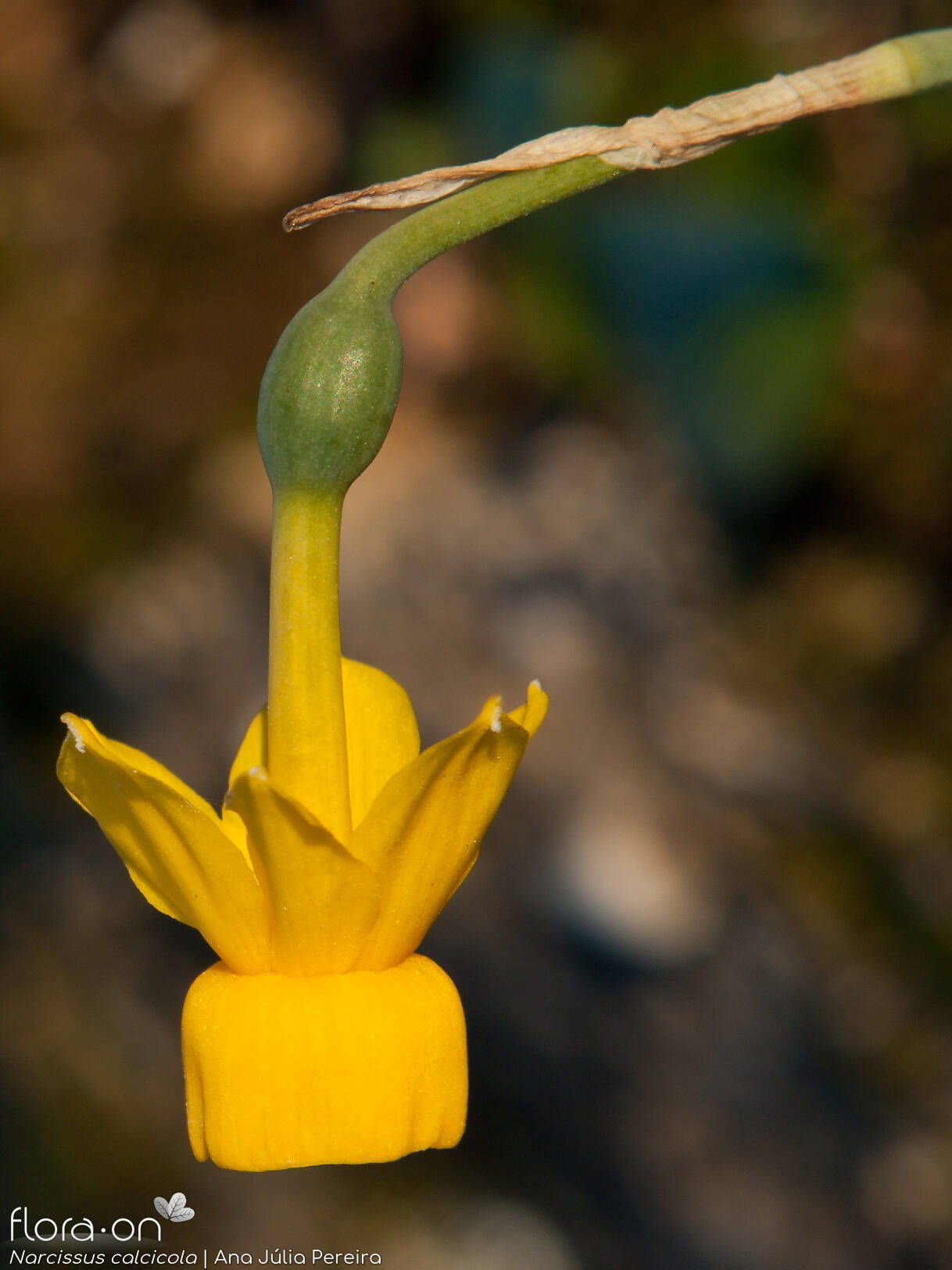 Narcissus calcicola - Flor (close-up) | Ana Júlia Pereira; CC BY-NC 4.0
