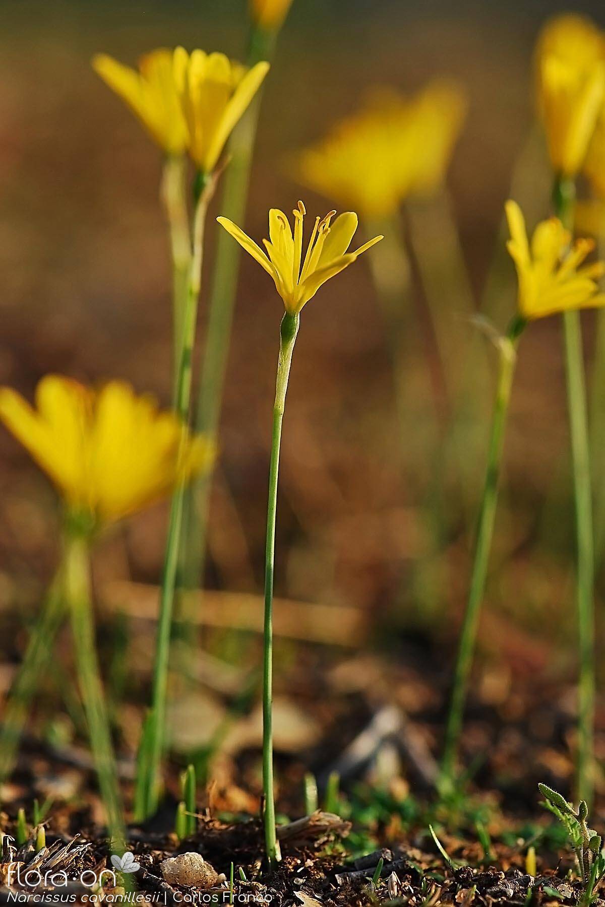 Narcissus cavanillesii - Hábito | Carlos Franco; CC BY-NC 4.0