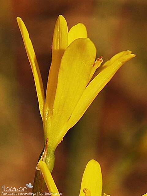 Narcissus cavanillesii - Flor (close-up) | Carlos Franco; CC BY-NC 4.0