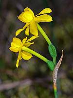 Narcissus fernandesii