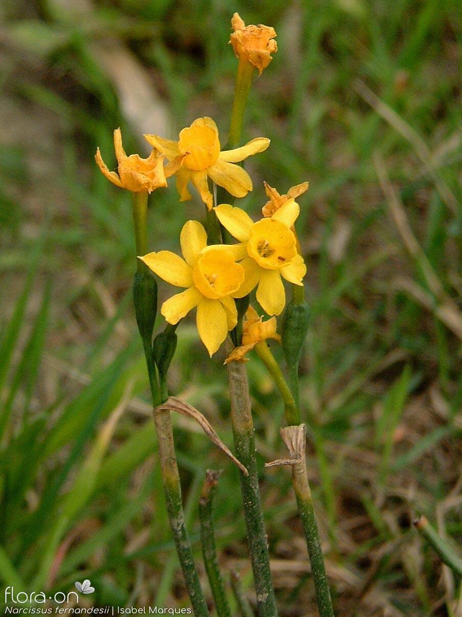 Narcissus fernandesii - Flor (geral) | Isabel Marques; CC BY-NC 4.0