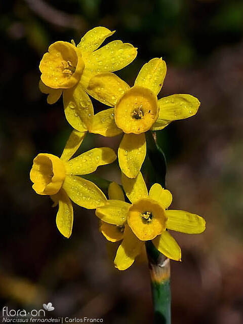 Narcissus fernandesii - Flor (geral) | Carlos Franco; CC BY-NC 4.0
