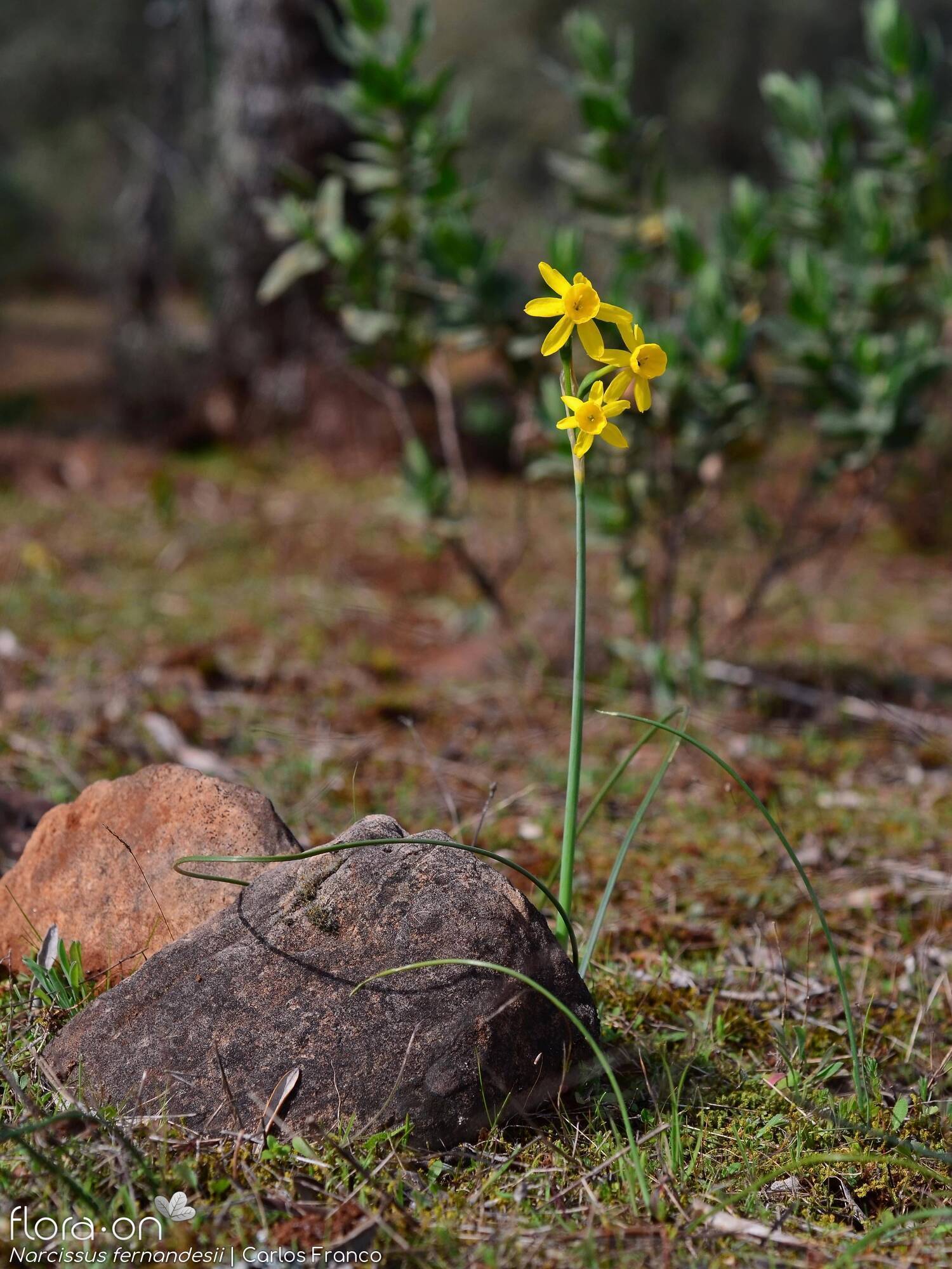 Narcissus fernandesii - Habitat | Carlos Franco; CC BY-NC 4.0