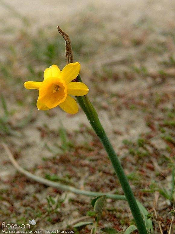 Narcissus fernandesii - Flor (geral) | Isabel Marques; CC BY-NC 4.0