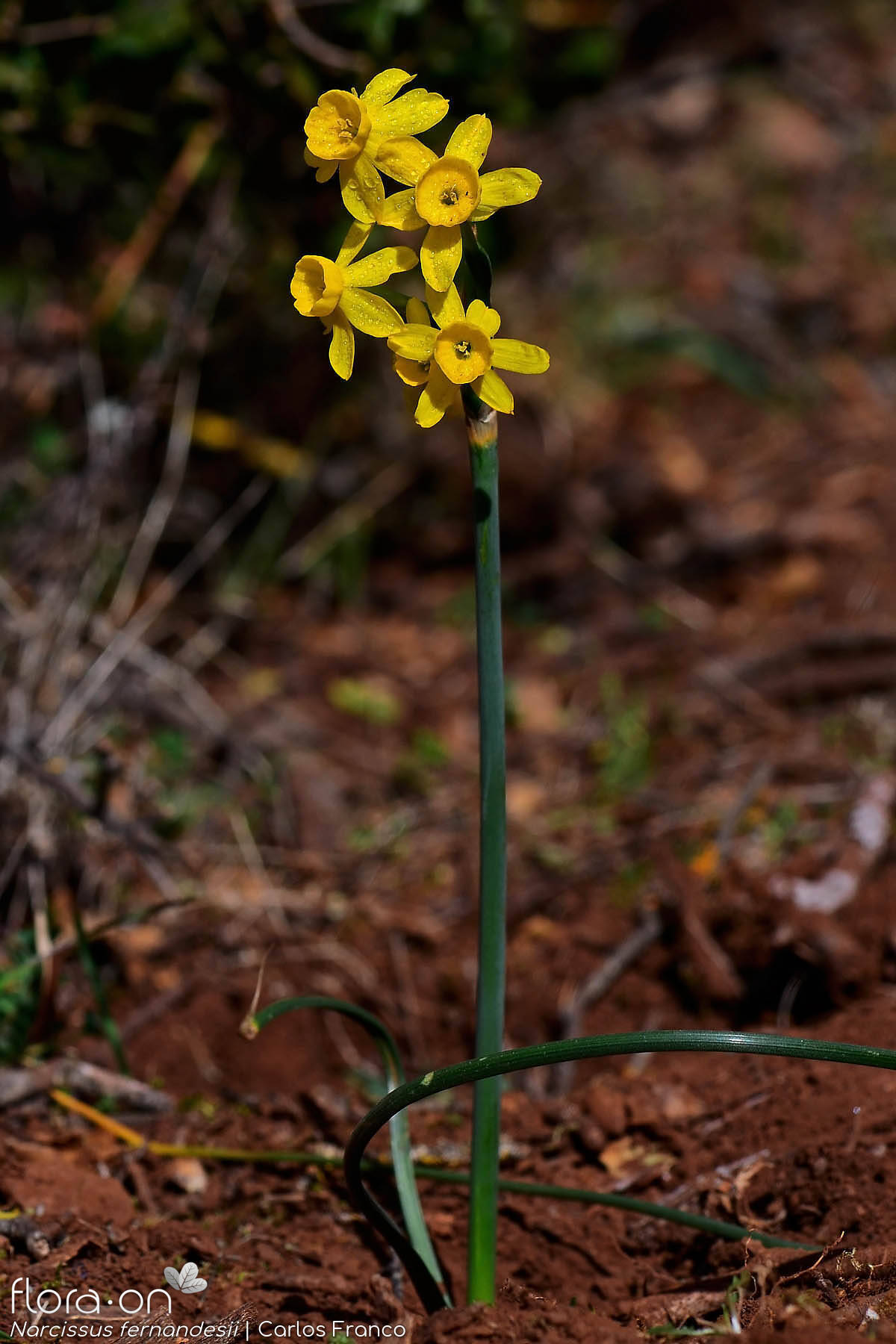 Narcissus fernandesii - Hábito | Carlos Franco; CC BY-NC 4.0
