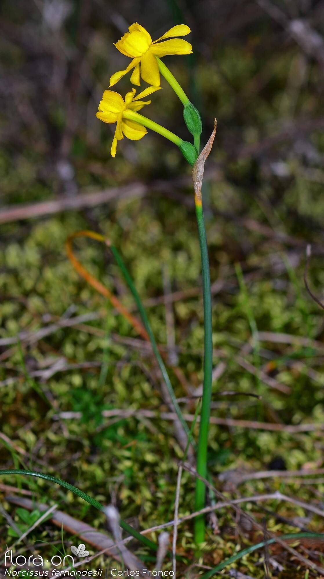 Narcissus fernandesii - Flor (geral) | Carlos Franco; CC BY-NC 4.0