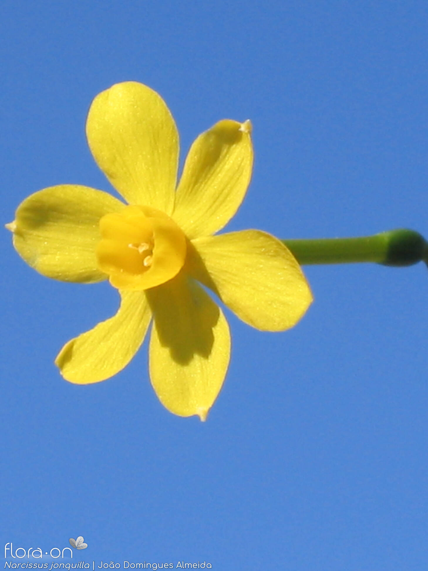 Narcissus jonquilla - Flor (close-up) | João Domingues Almeida; CC BY-NC 4.0