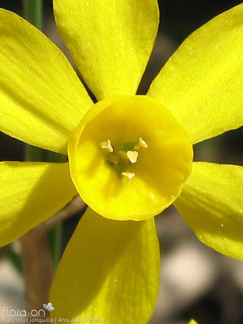 Narcissus jonquilla - Flor (close-up) | Ana Júlia Pereira; CC BY-NC 4.0