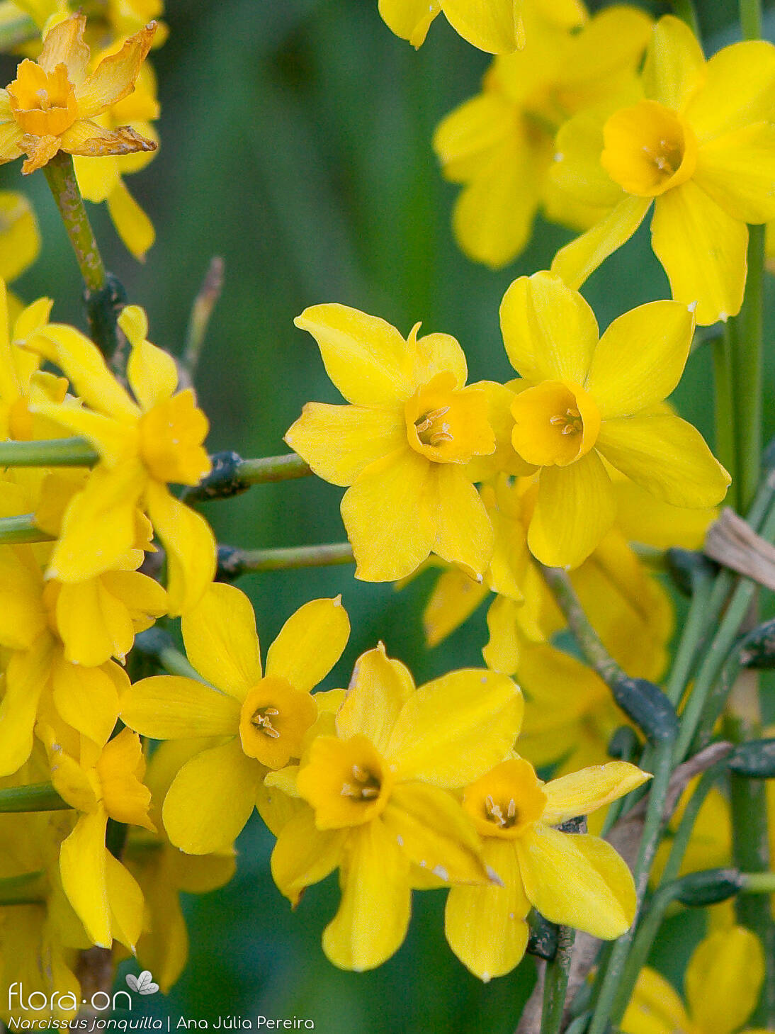 Narcissus jonquilla - Flor (geral) | Ana Júlia Pereira; CC BY-NC 4.0