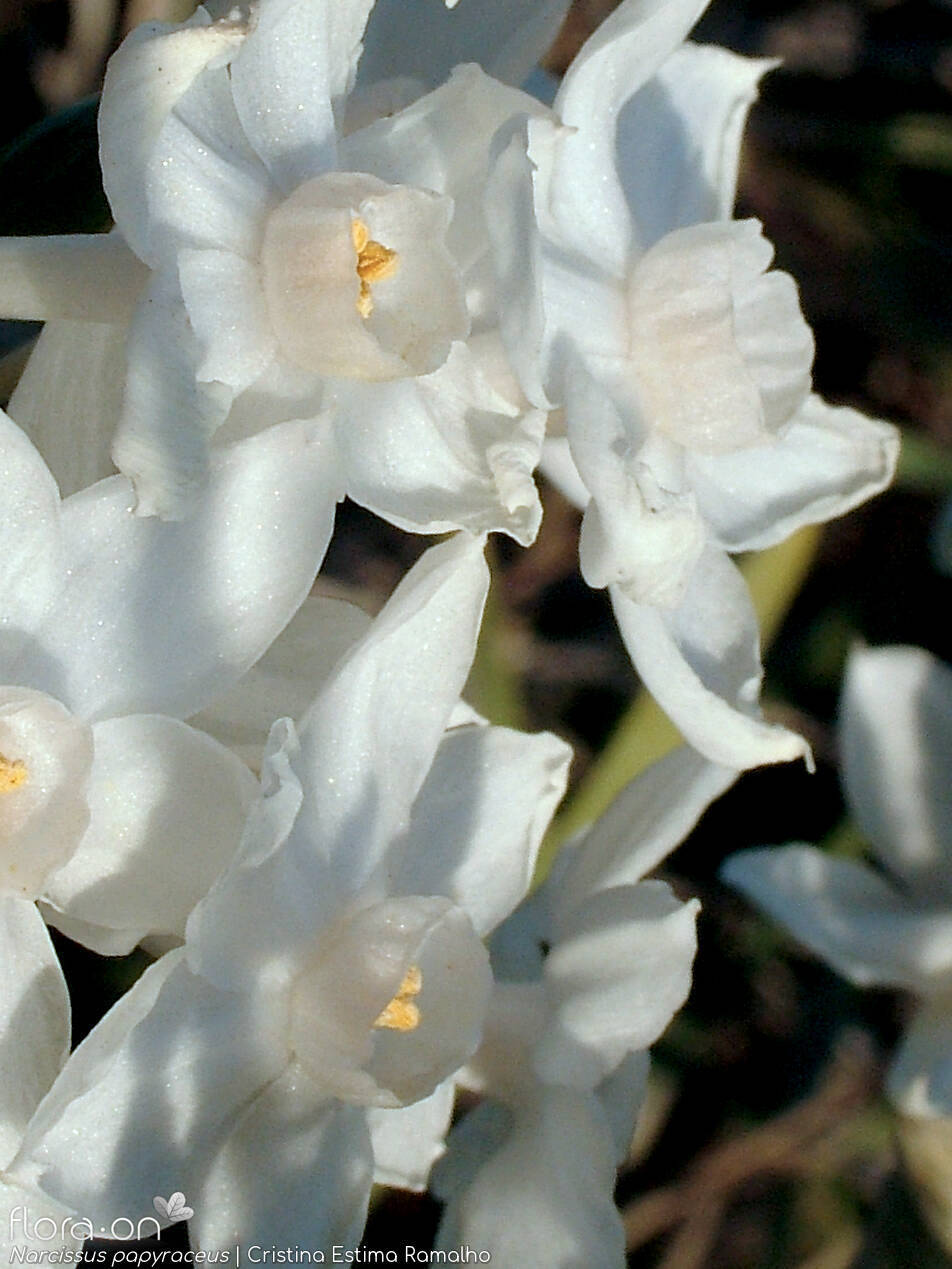 Narcissus papyraceus - Flor (close-up) | Cristina Estima Ramalho; CC BY-NC 4.0