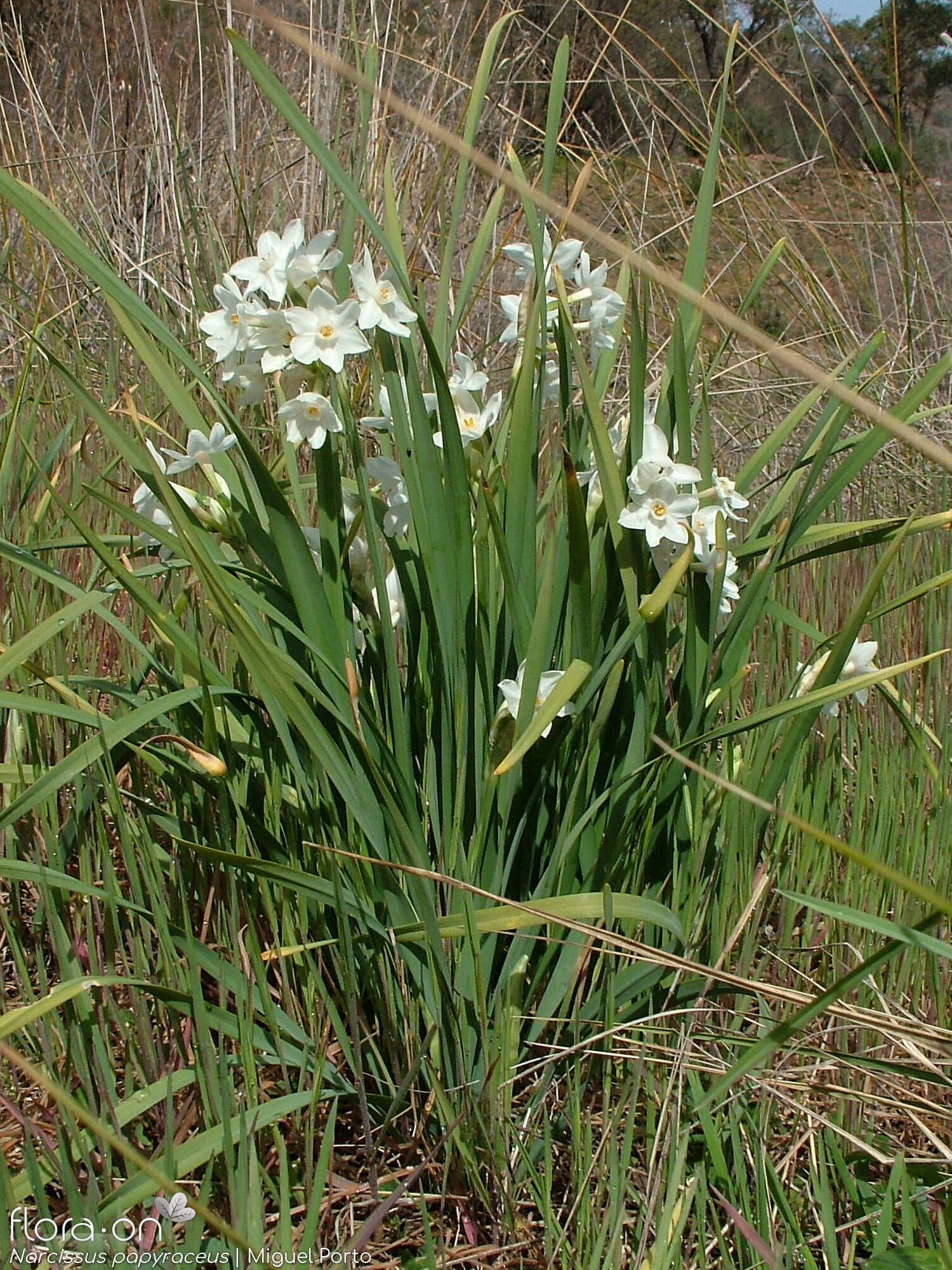 Narcissus papyraceus - Hábito | Miguel Porto; CC BY-NC 4.0