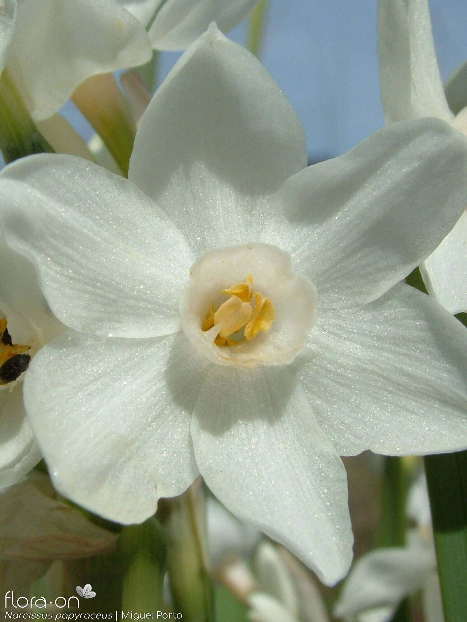 Narcissus papyraceus - Flor (close-up) | Miguel Porto; CC BY-NC 4.0