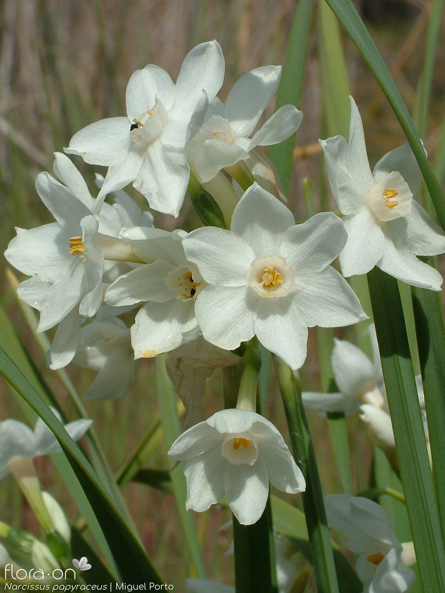 Narcissus papyraceus - Flor (geral) | Miguel Porto; CC BY-NC 4.0