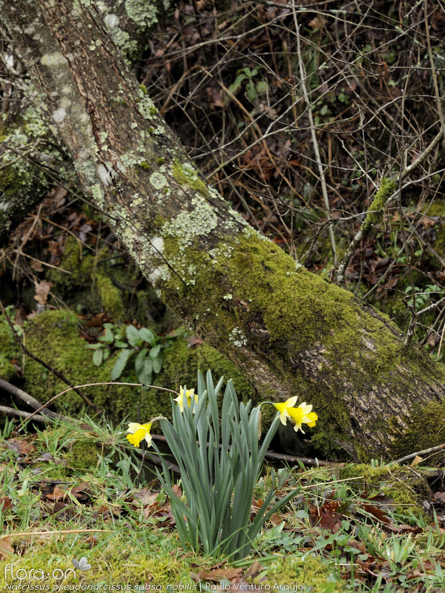 Narcissus pseudonarcissus - Habitat | Paulo Ventura Araújo; CC BY-NC 4.0