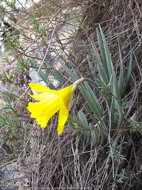 Narcissus pseudonarcissus - Hábito | André Carapeto; CC BY-NC 4.0