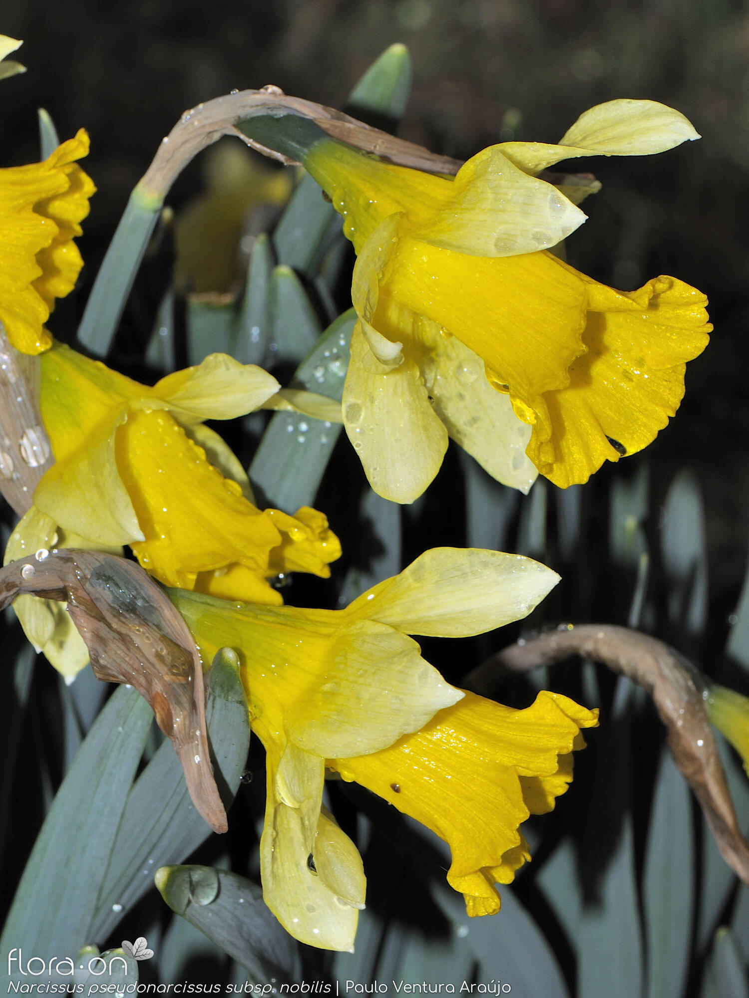 Narcissus pseudonarcissus - Flor (geral) | Paulo Ventura Araújo; CC BY-NC 4.0